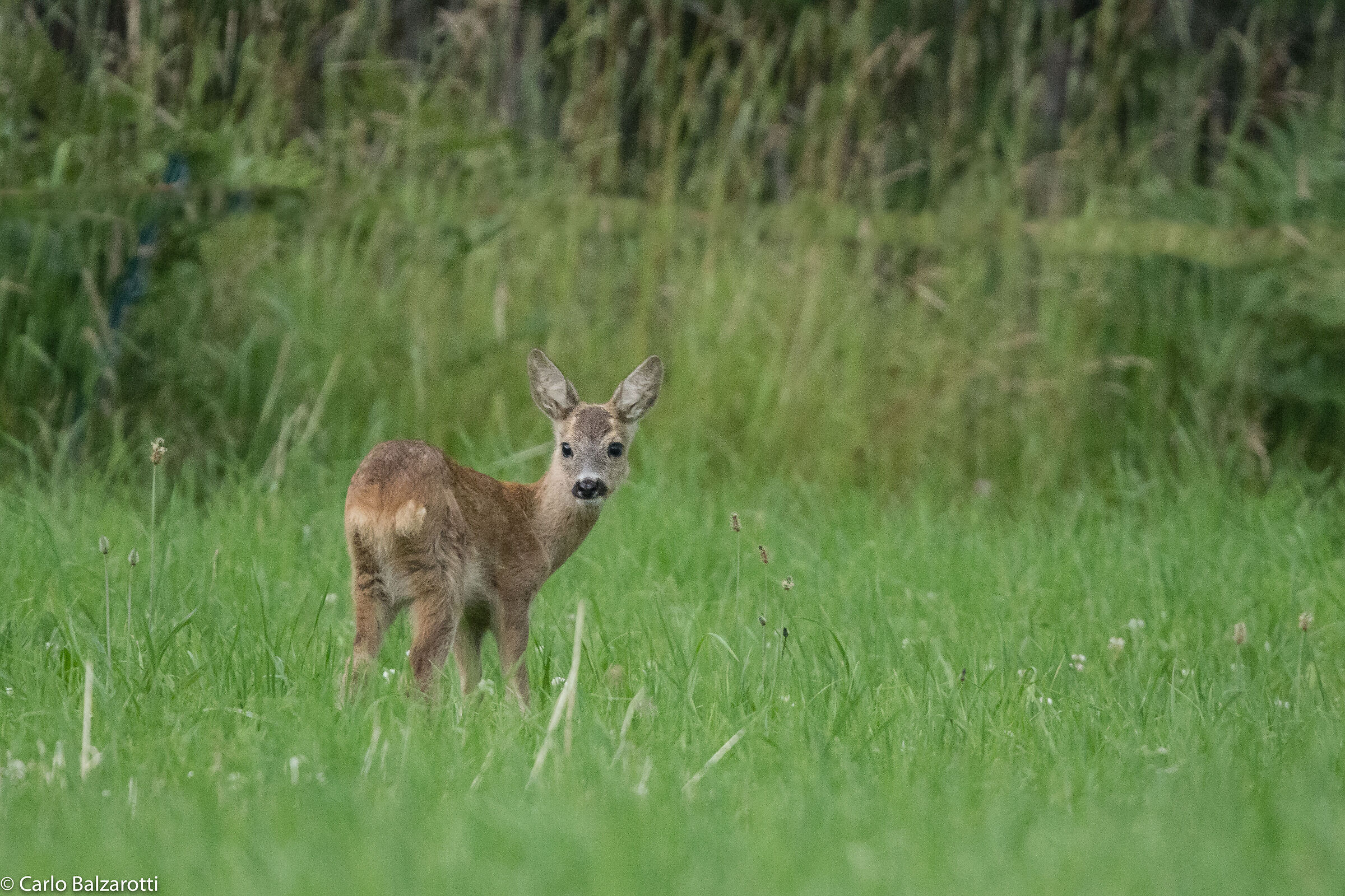 2-month roe deer
