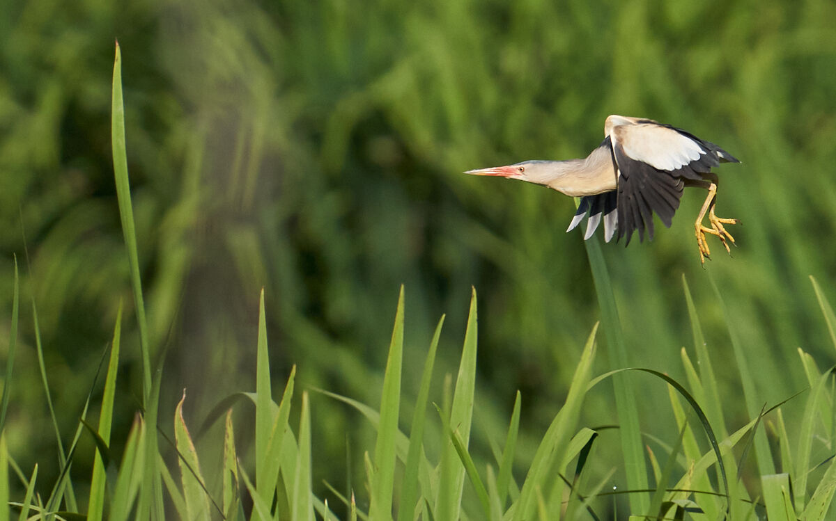 little bittern