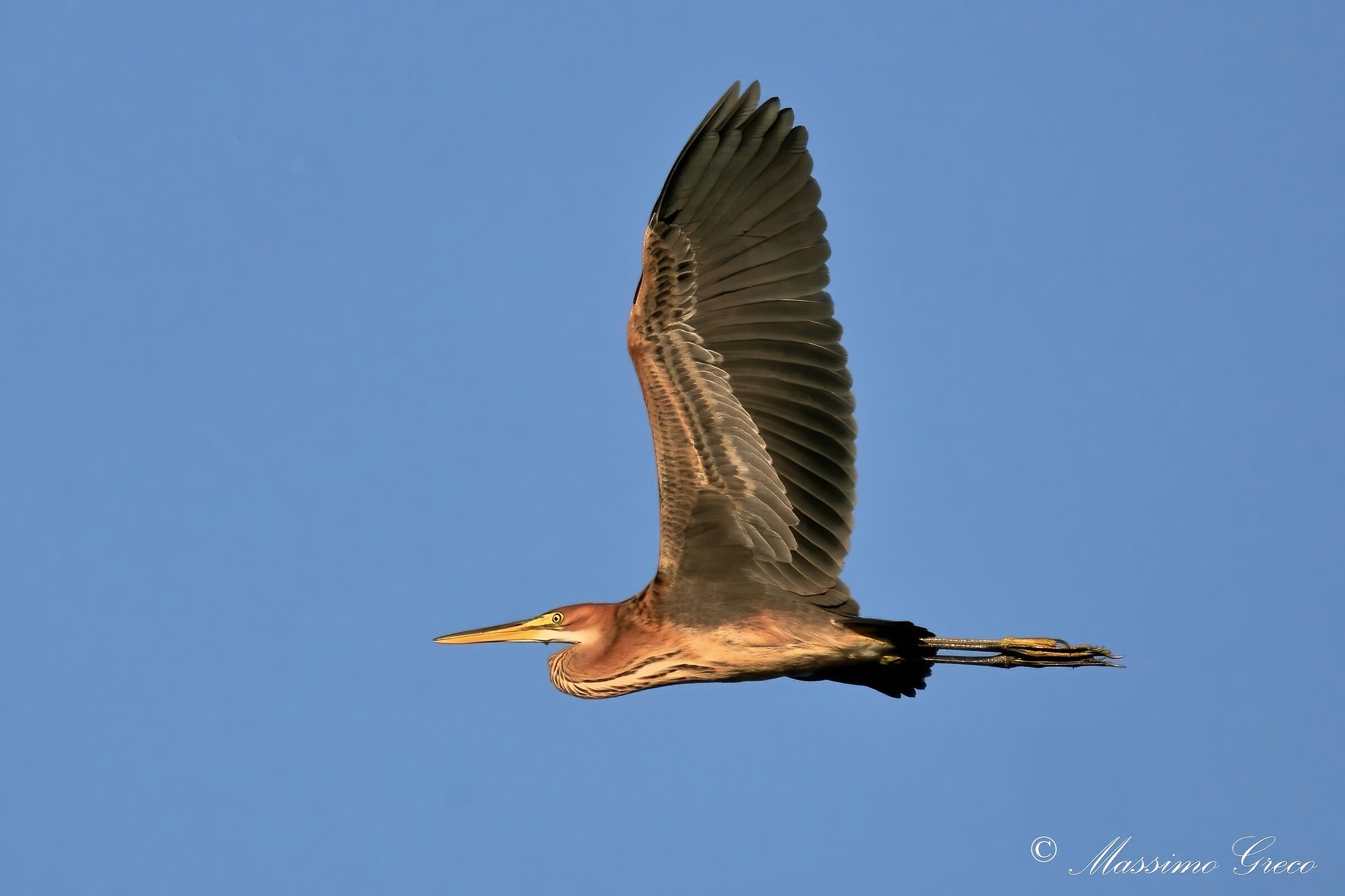 Airone rosso (Ardea purpurea)