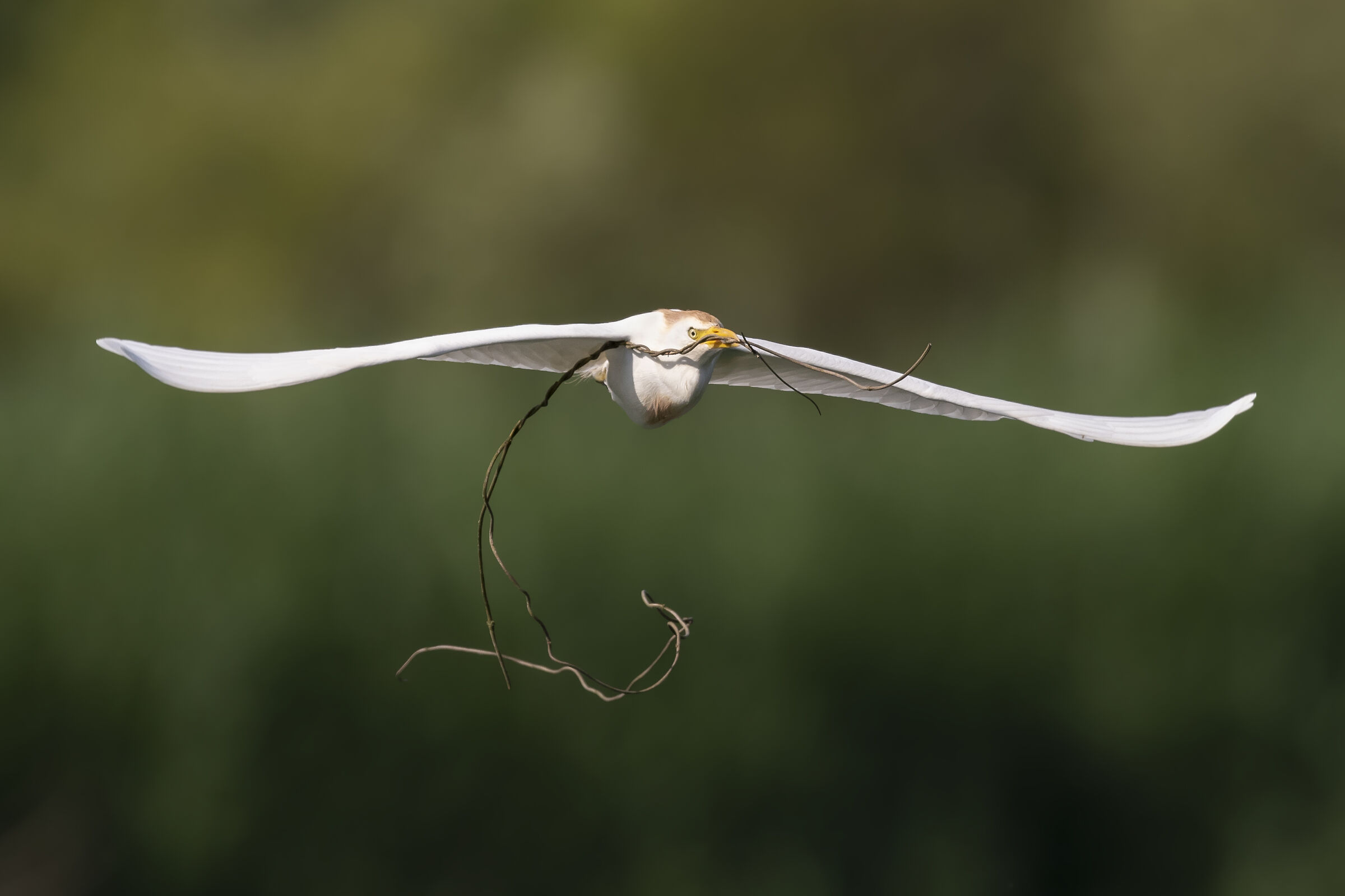 un grande nido da preparare