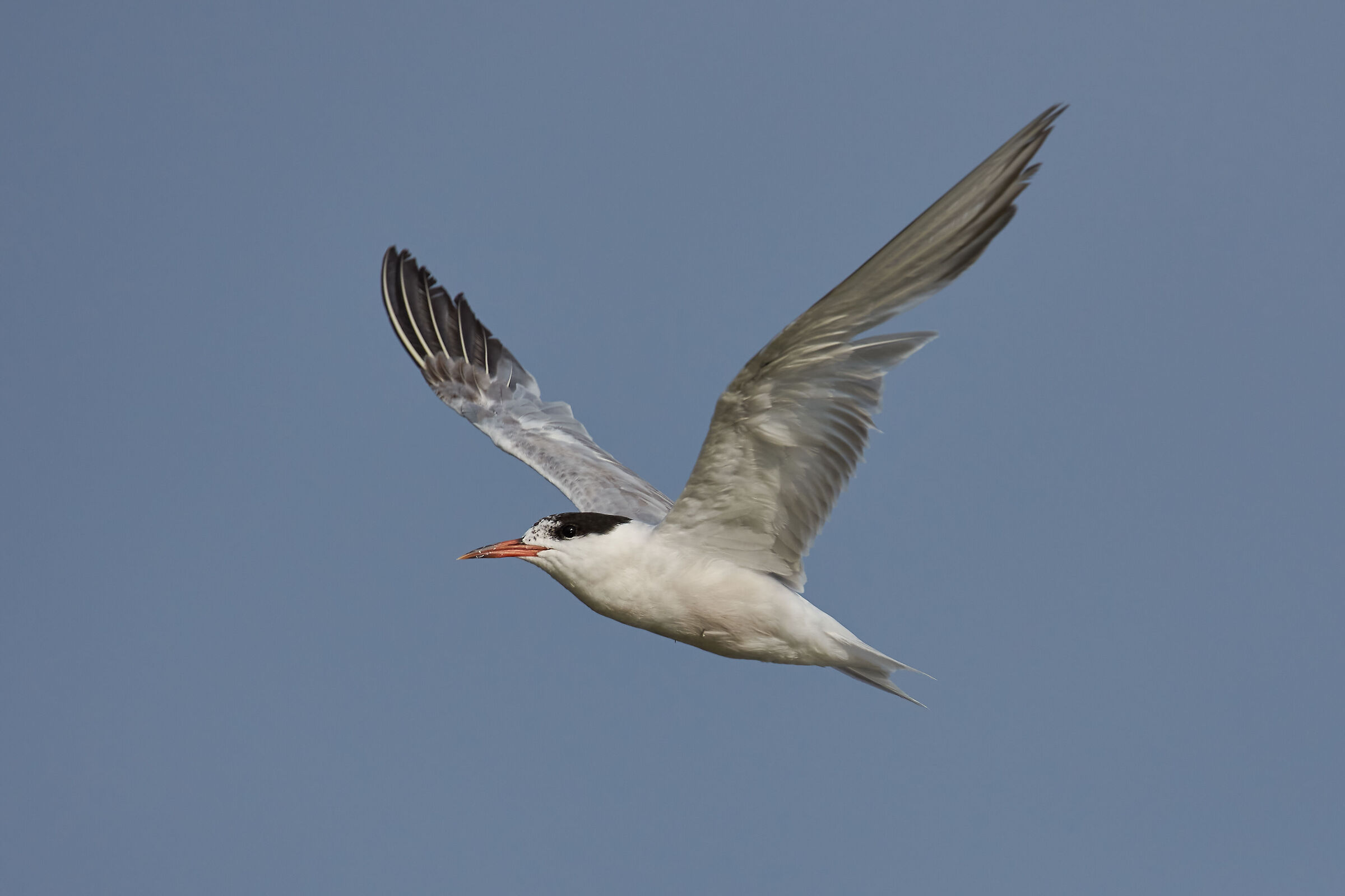 Giovane Sterna Comune