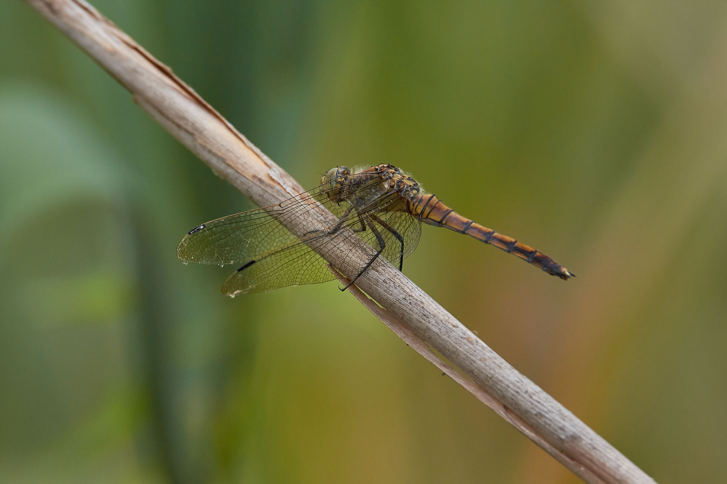 Female dragonfly Fulva
