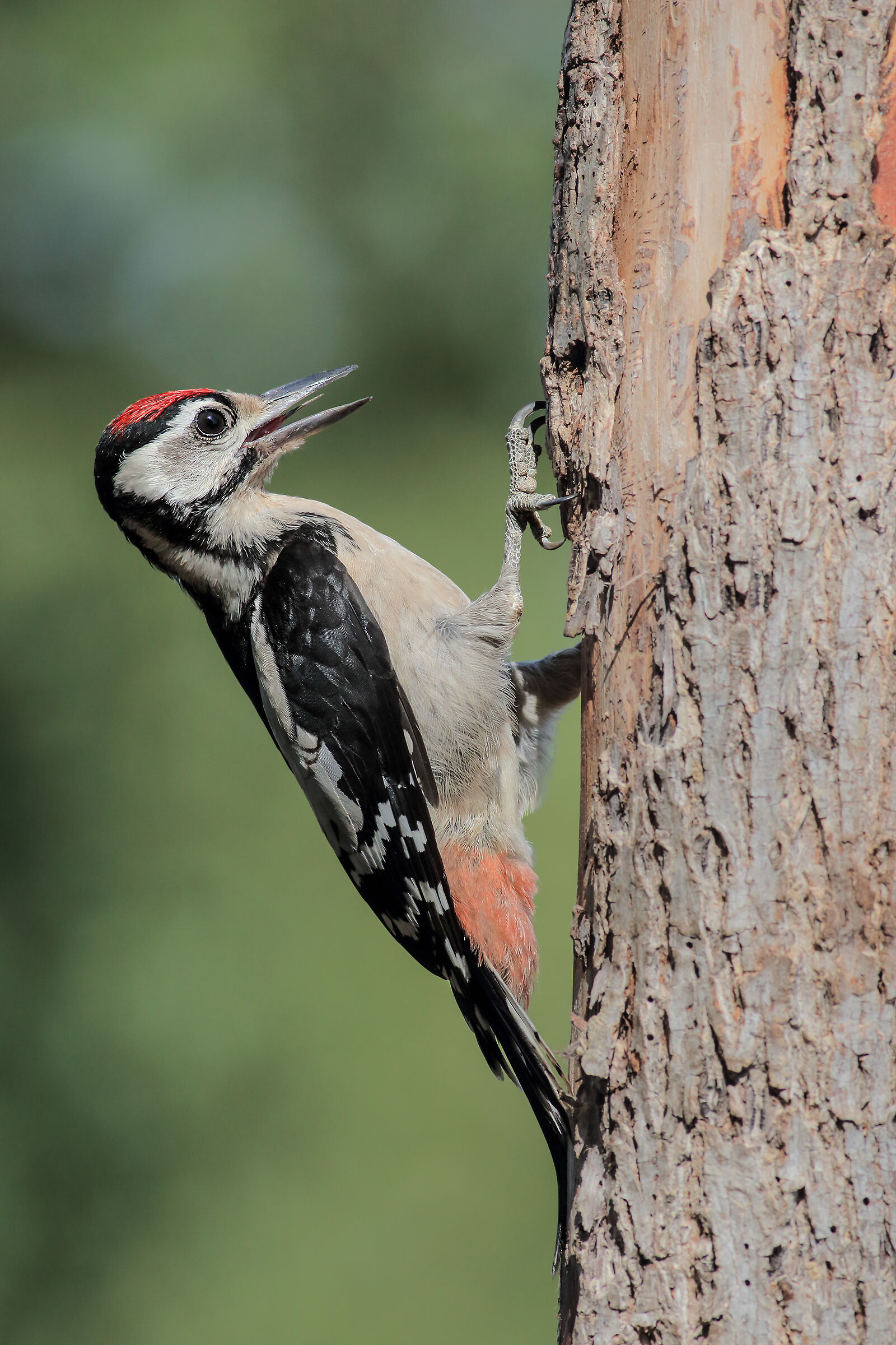 Young great spotted woodpecker