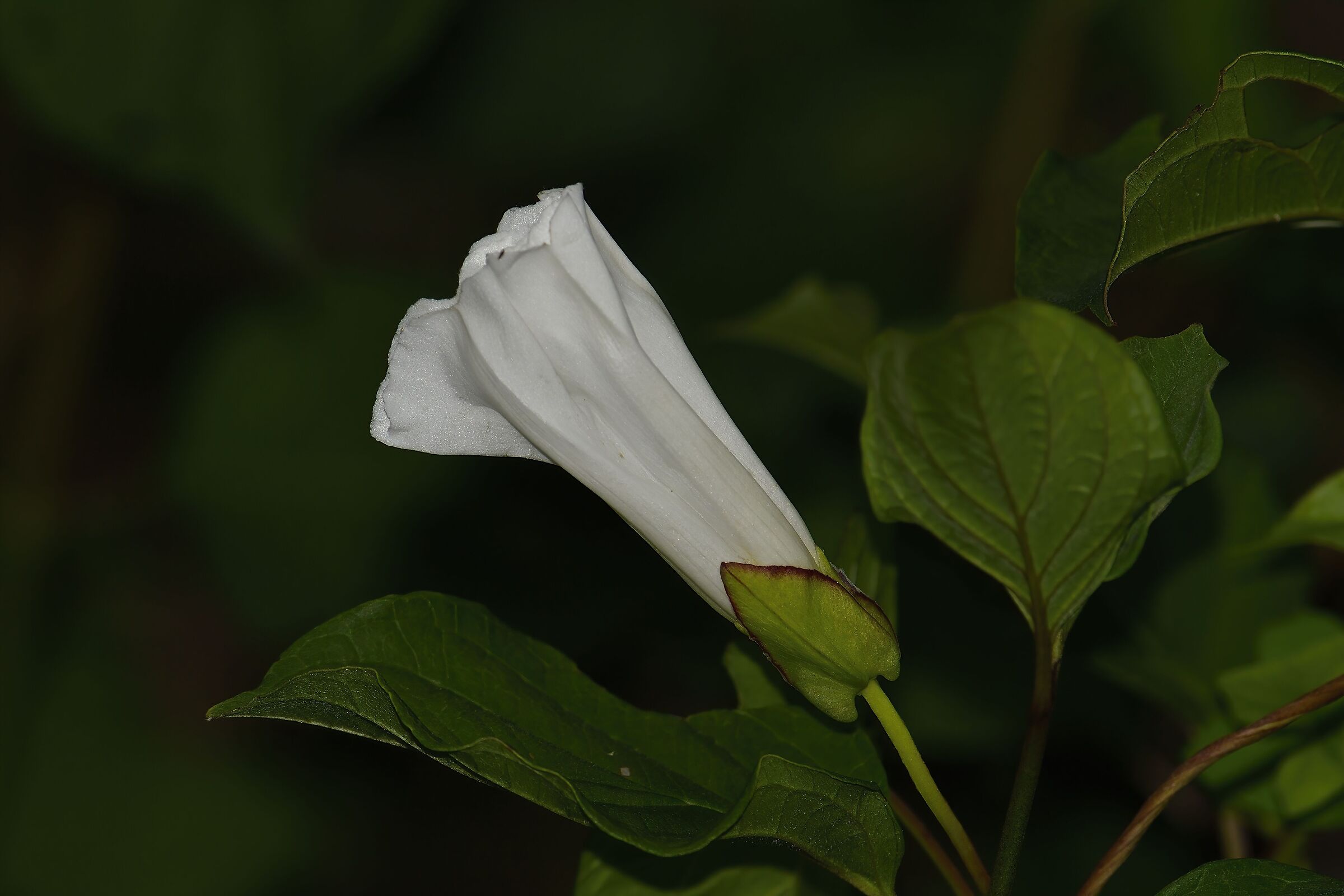 Small augustan flower