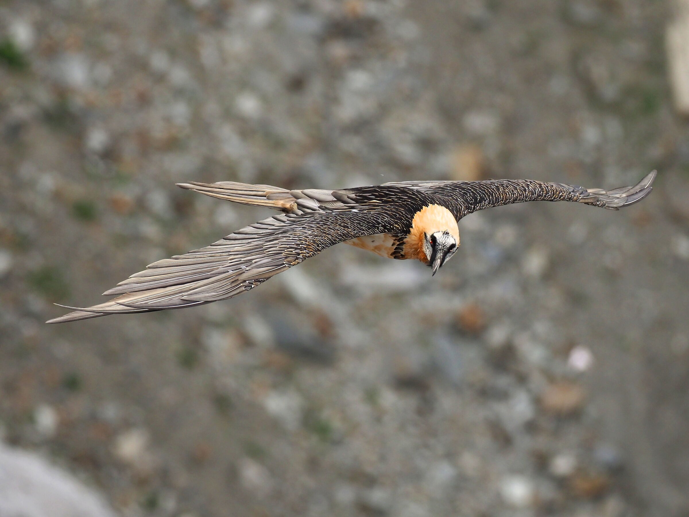 Bearded vulture