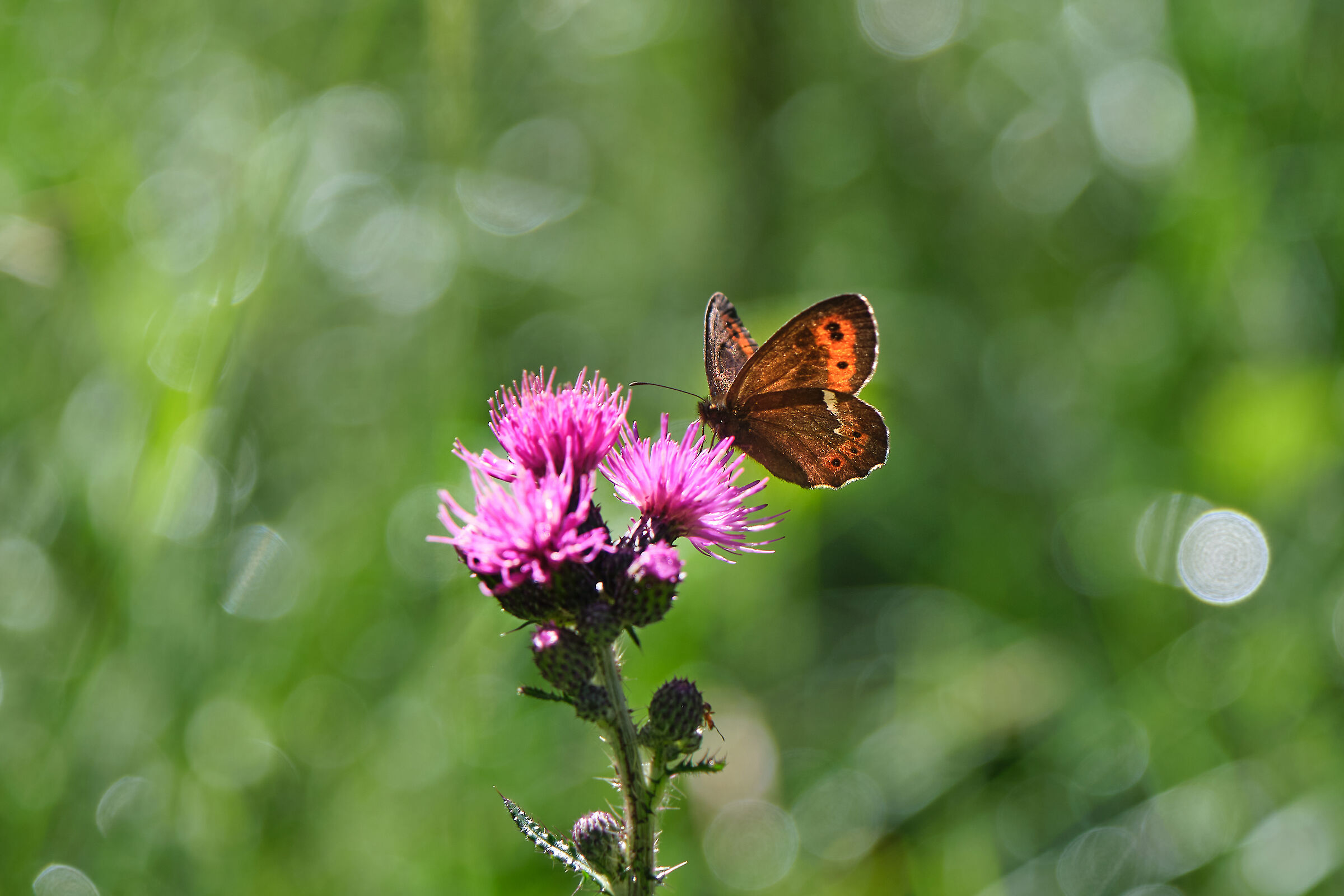 On the thistle flower