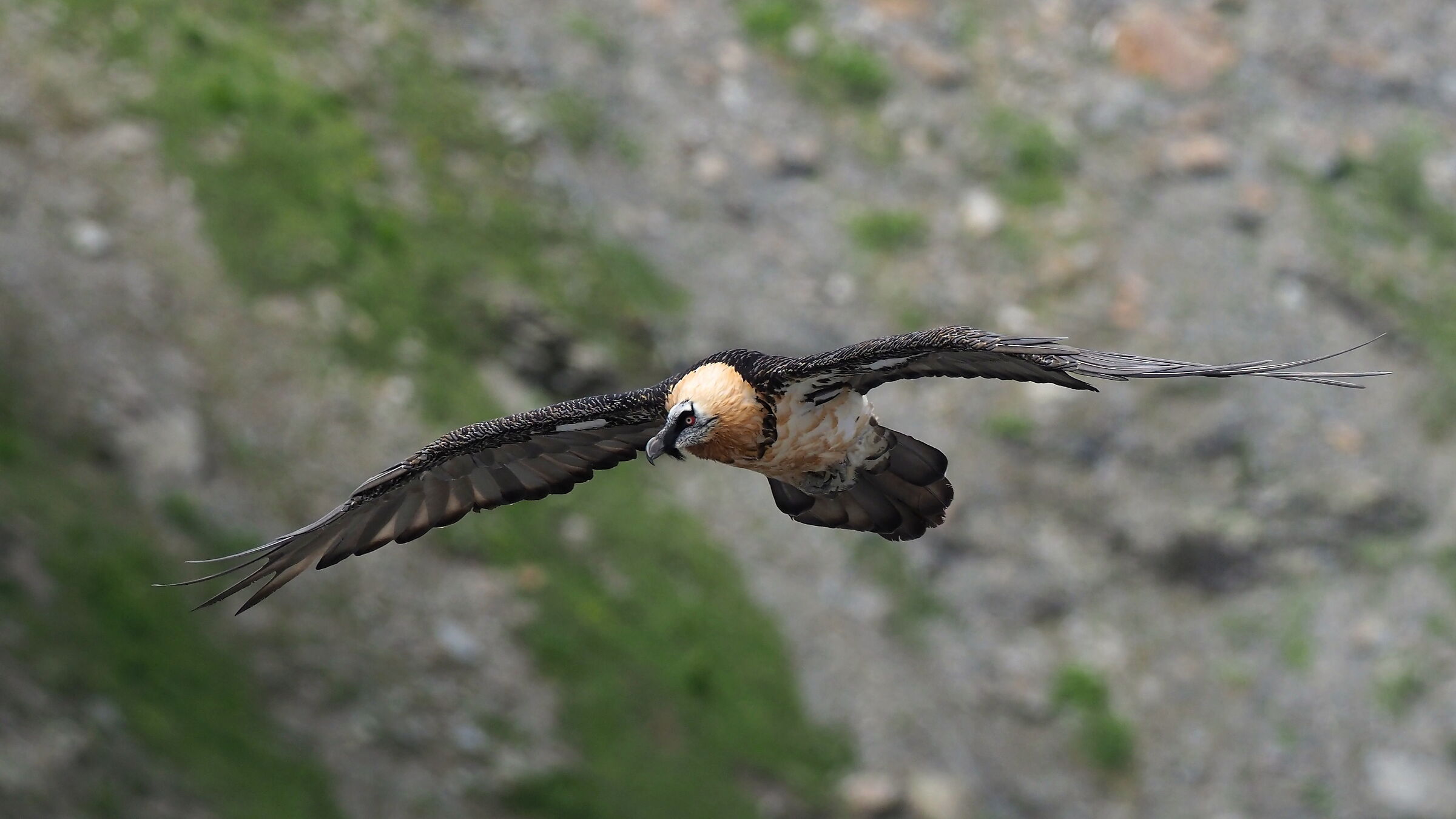Bearded vulture