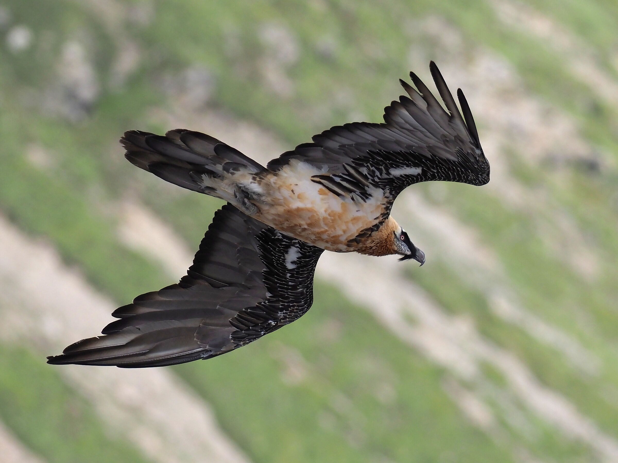 Bearded vulture