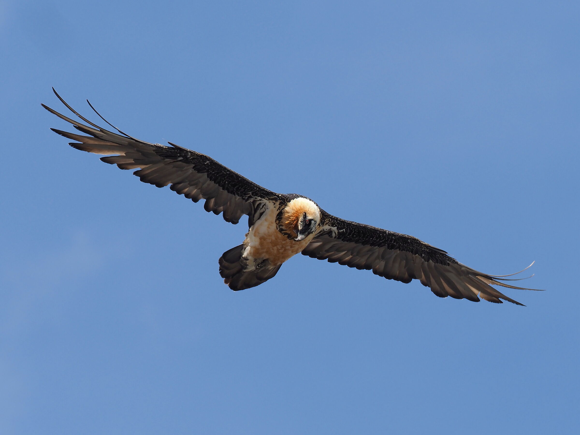 Bearded vulture