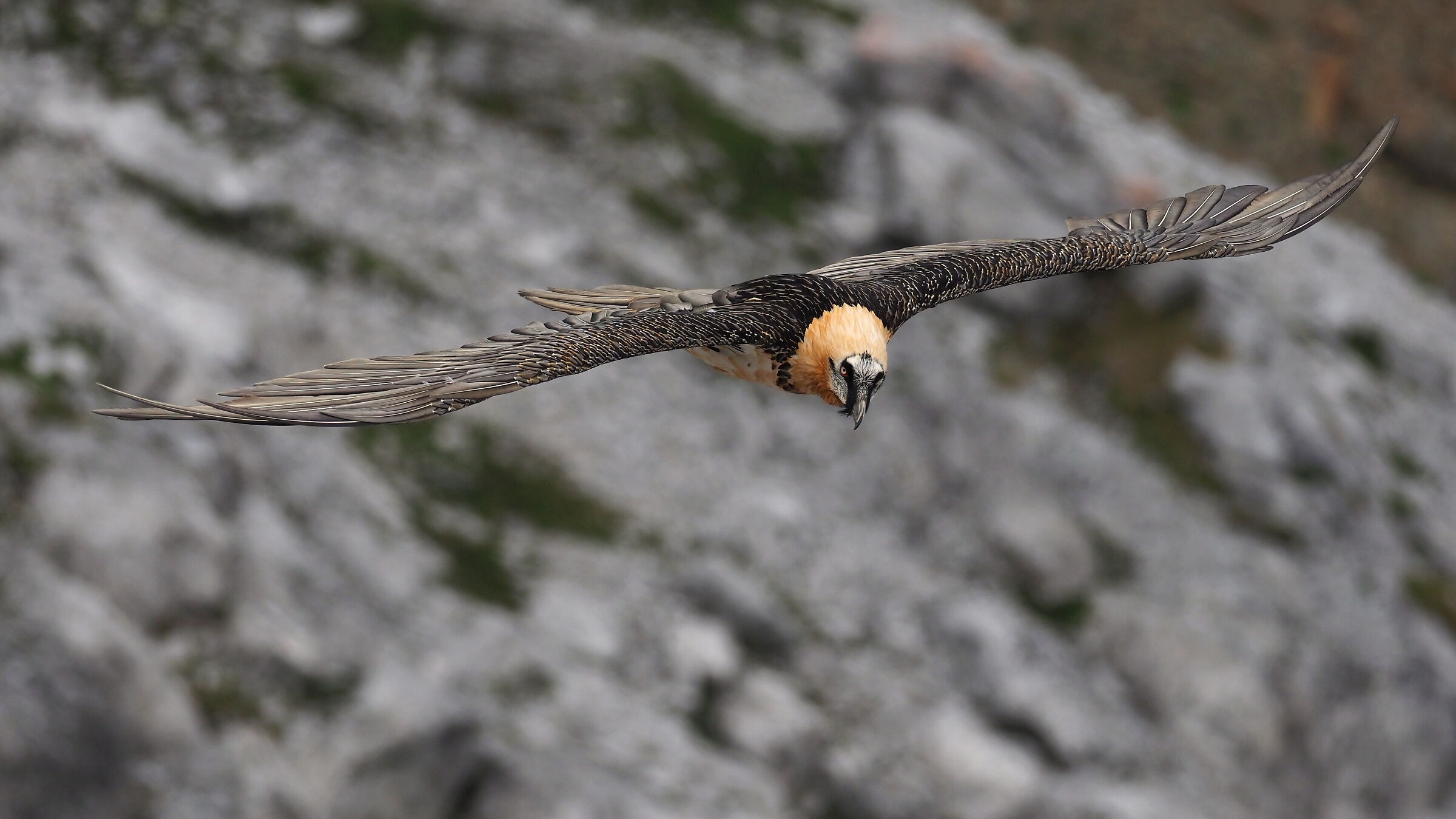 Bearded vulture