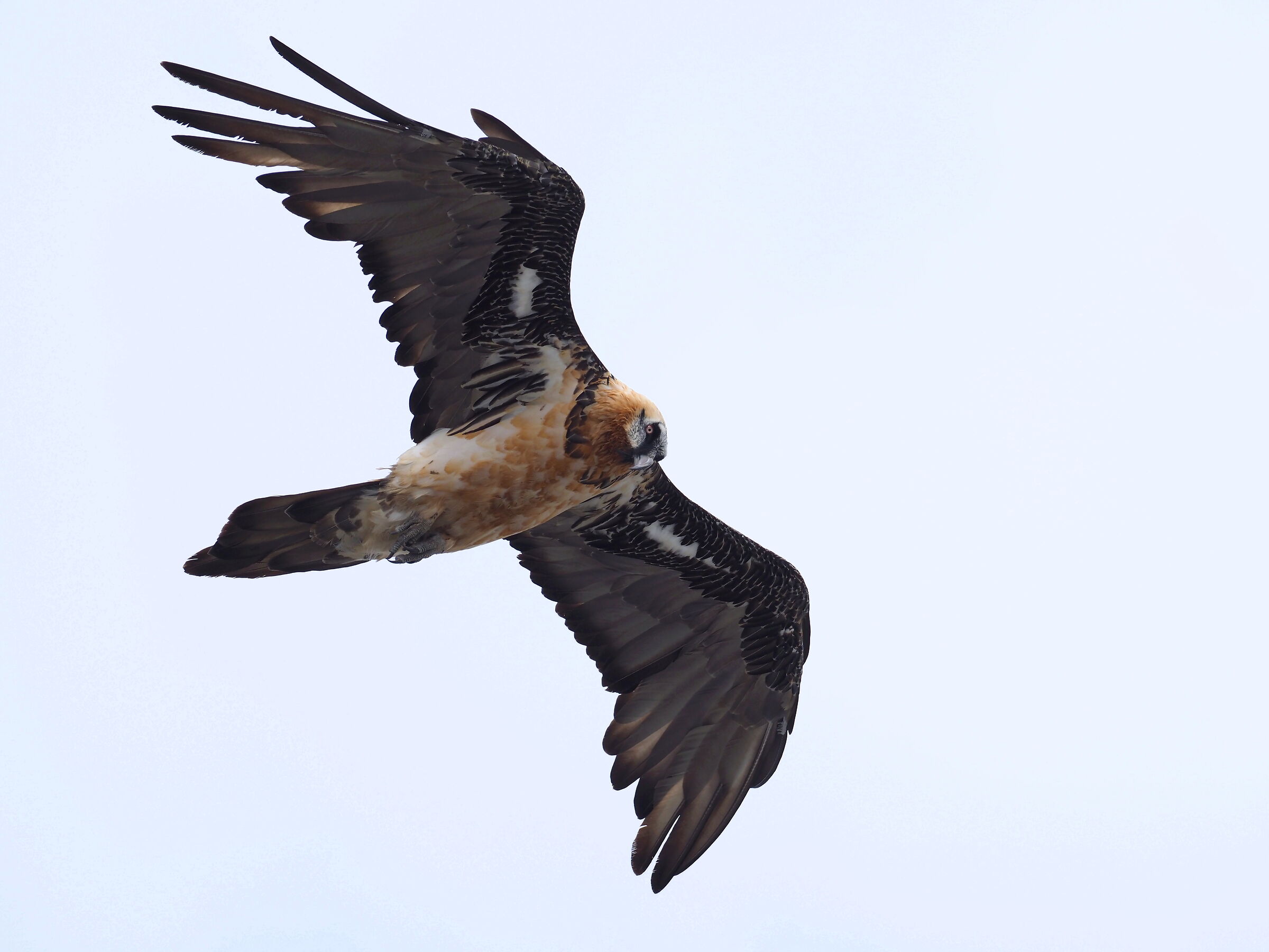 Bearded vulture