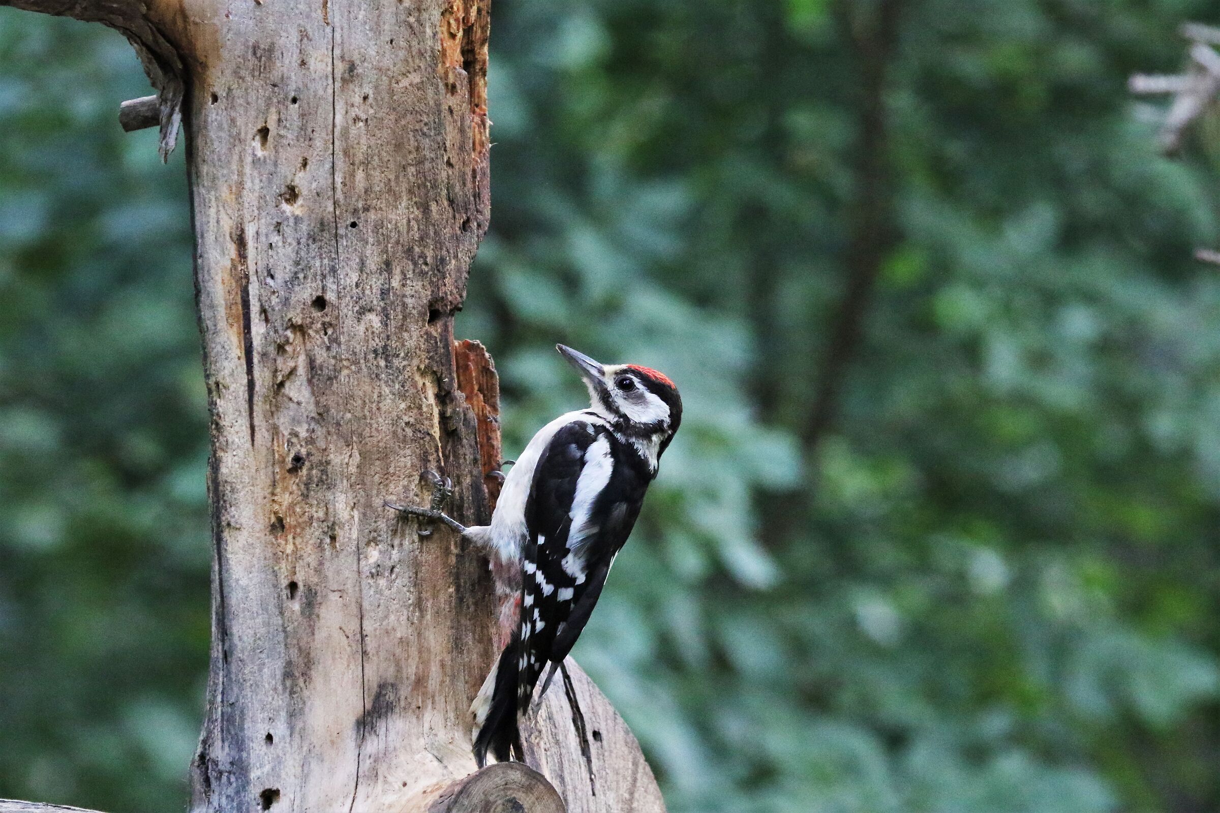 spotted woodpecker