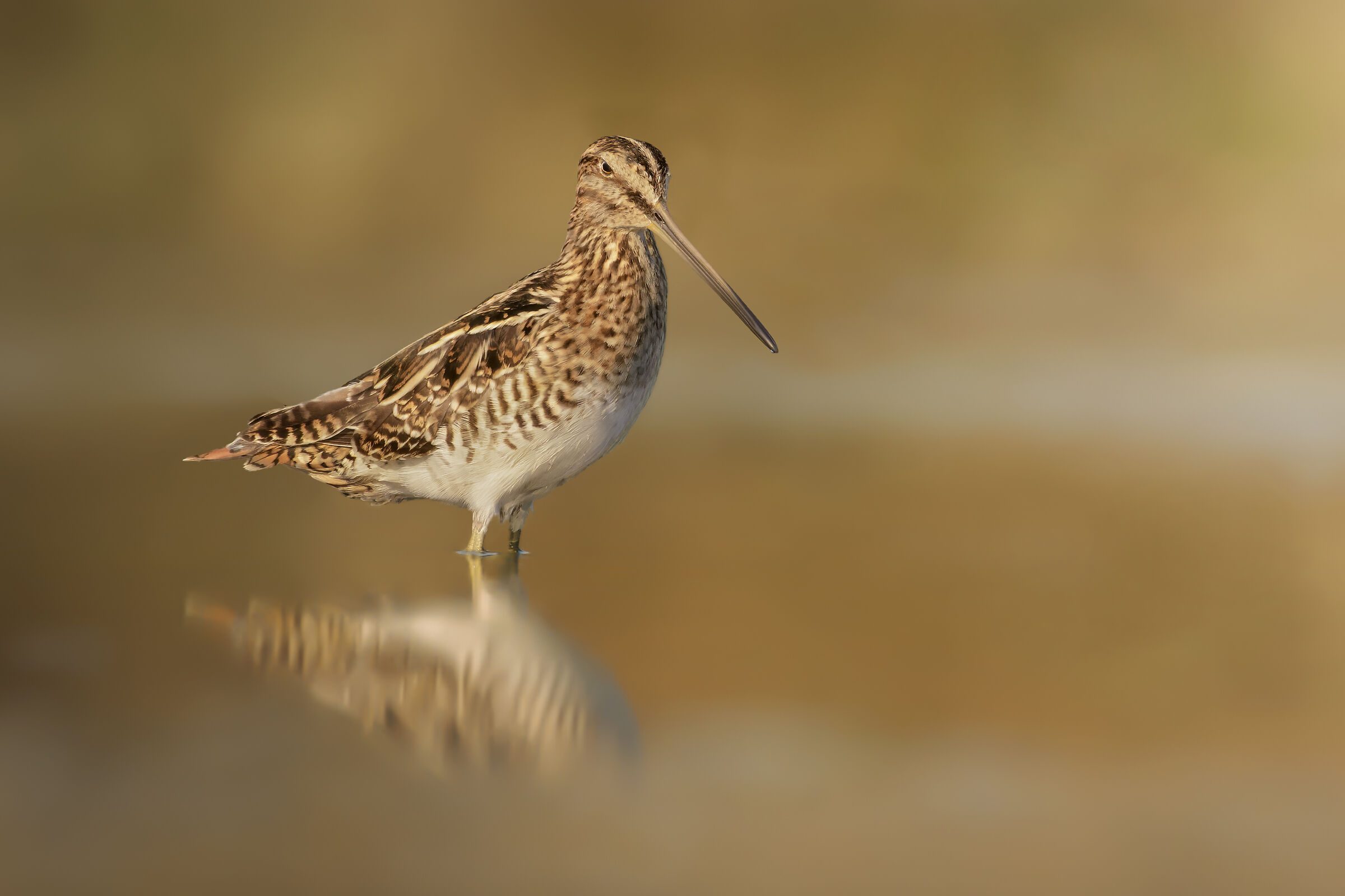 Beccaccino un po' arrabbiato