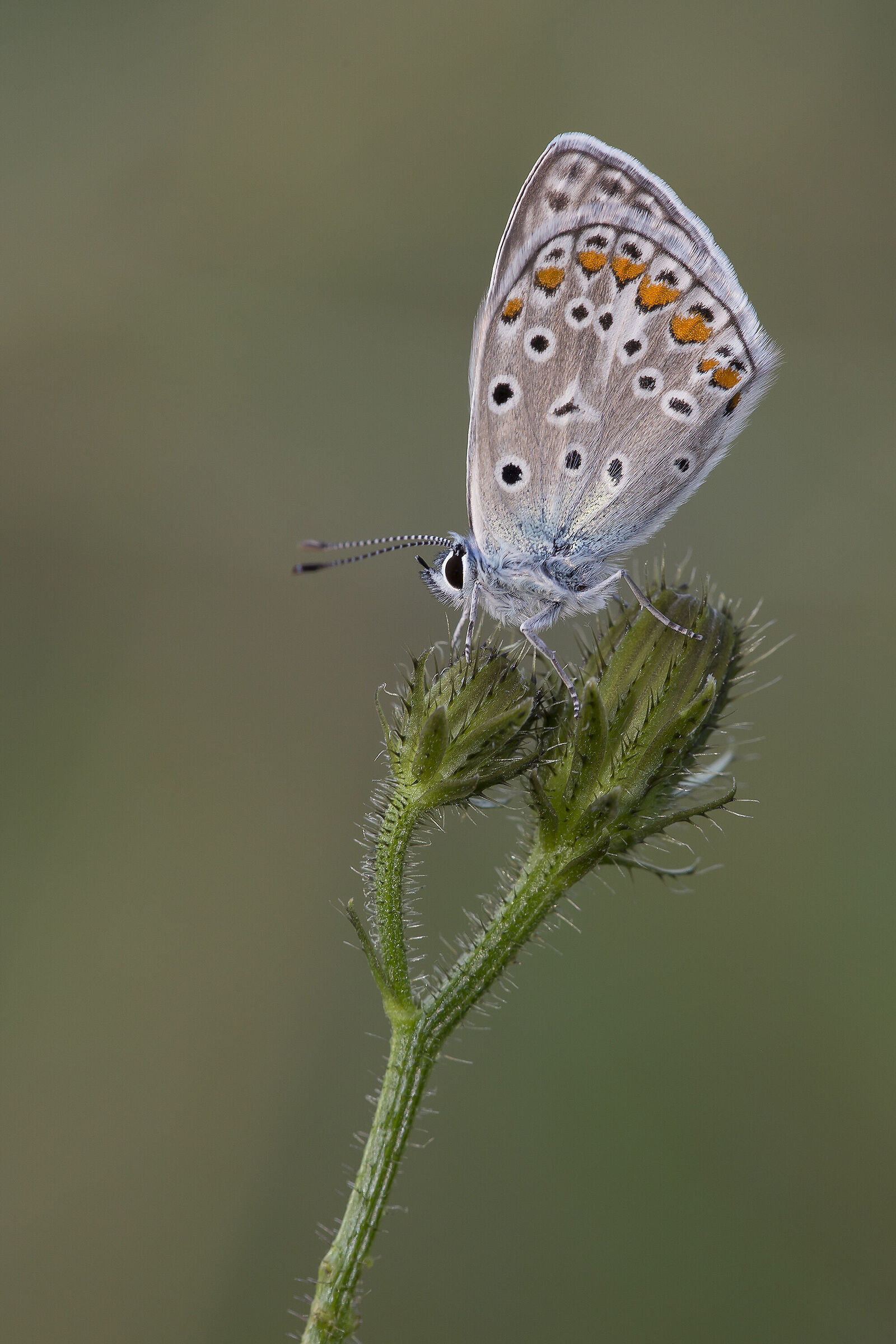 Polyommatus icarus