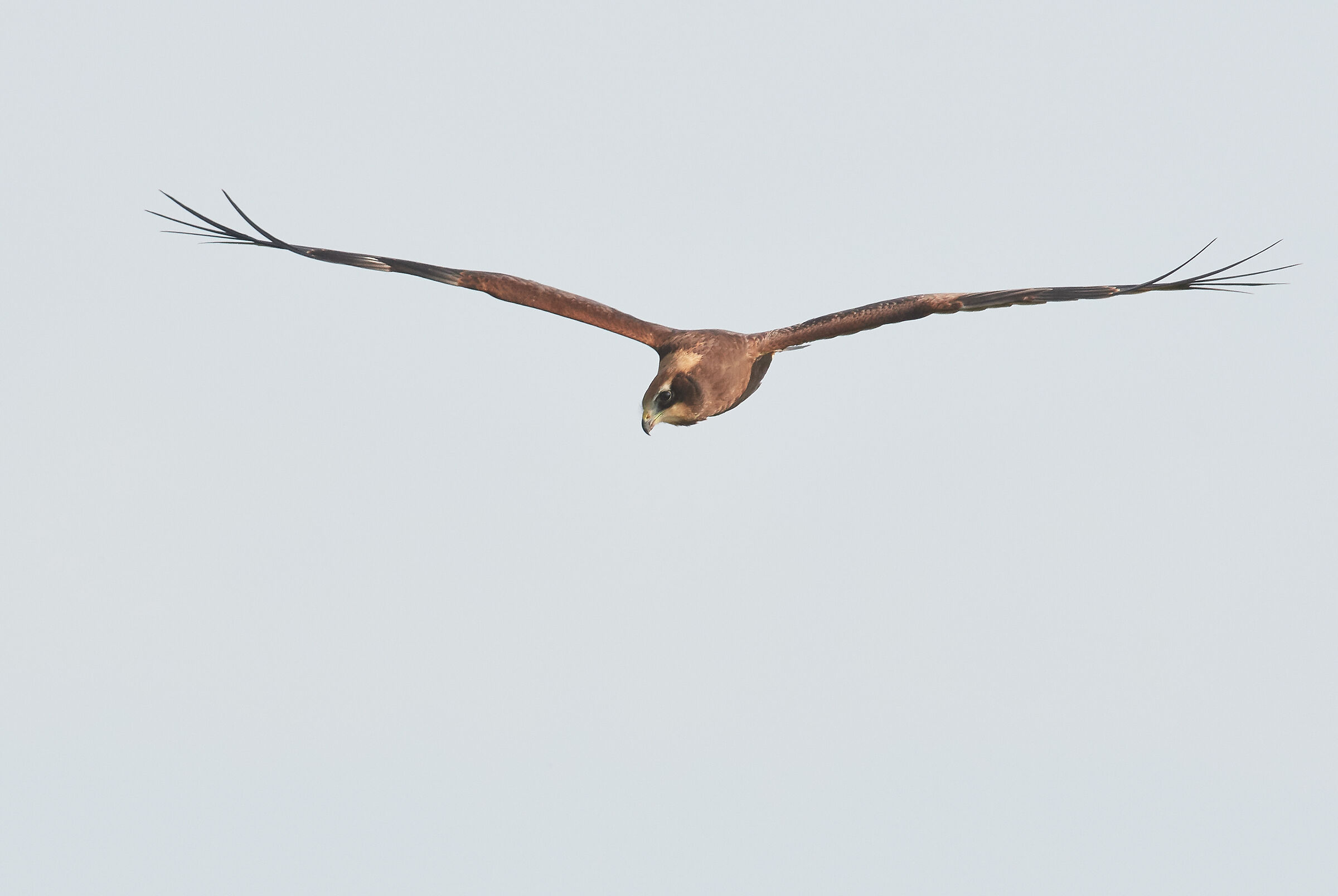 Marsh Harrier frontal against cloudy sky