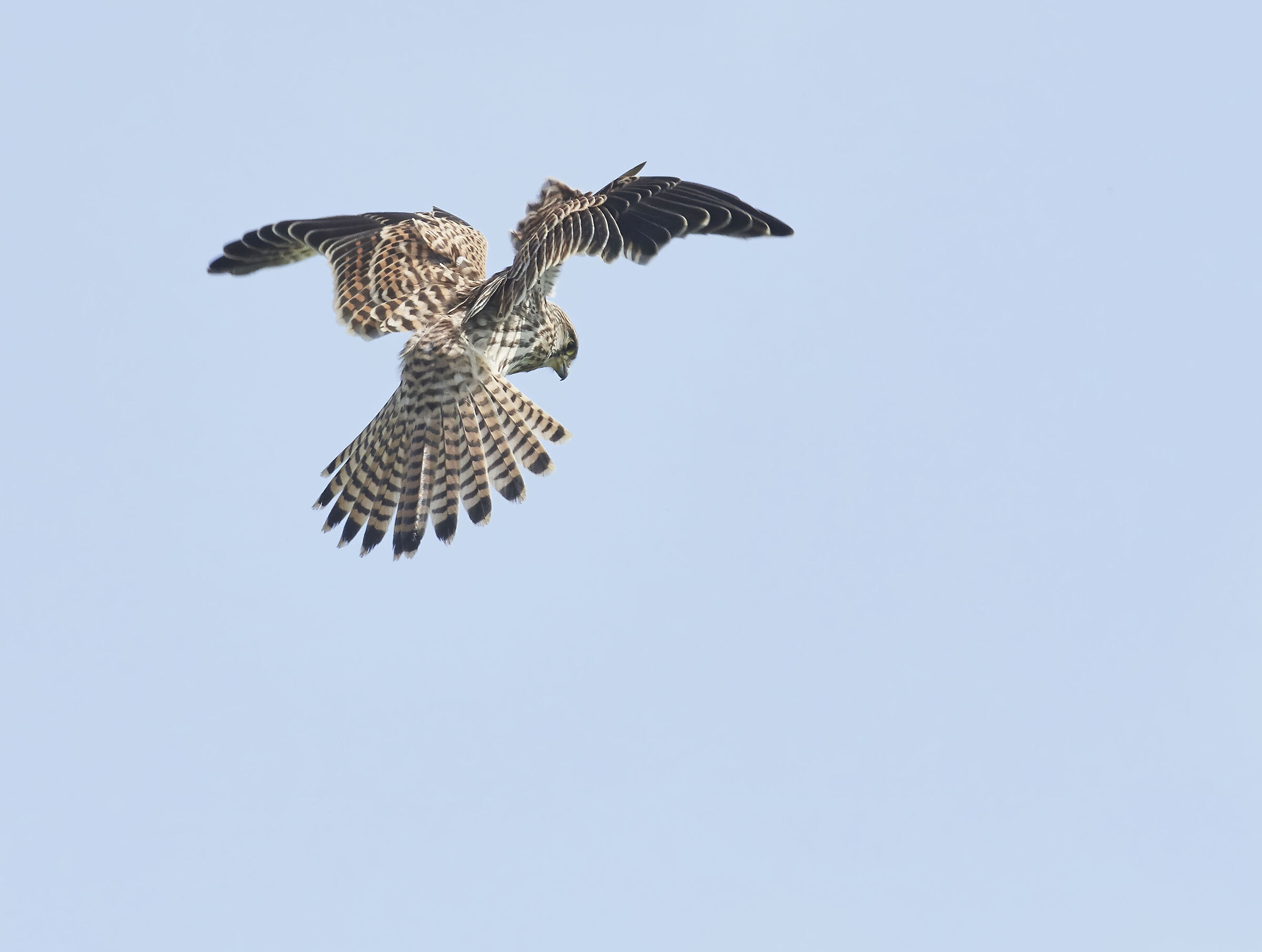 European Kestrel
