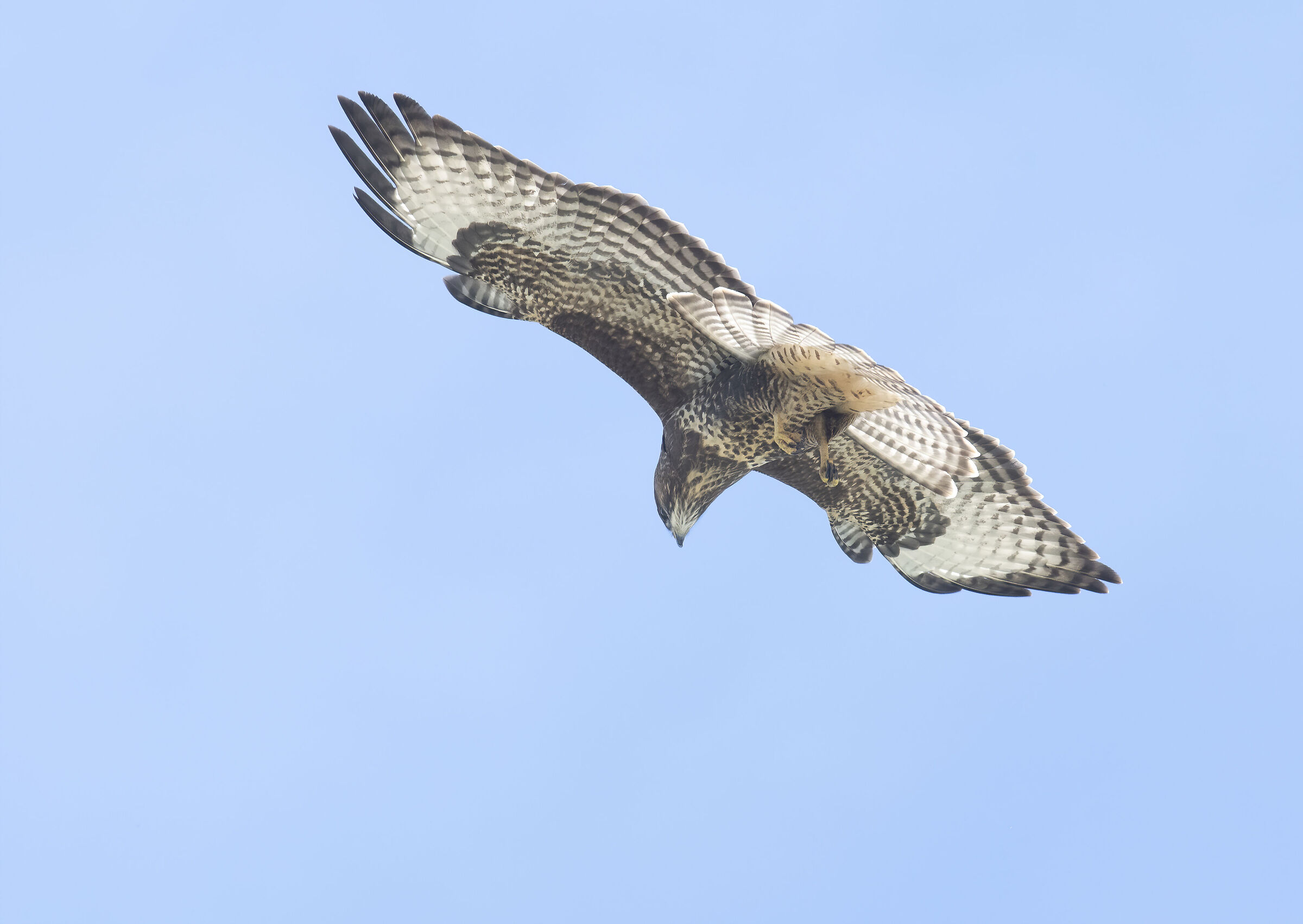 European common Buzzard right above me