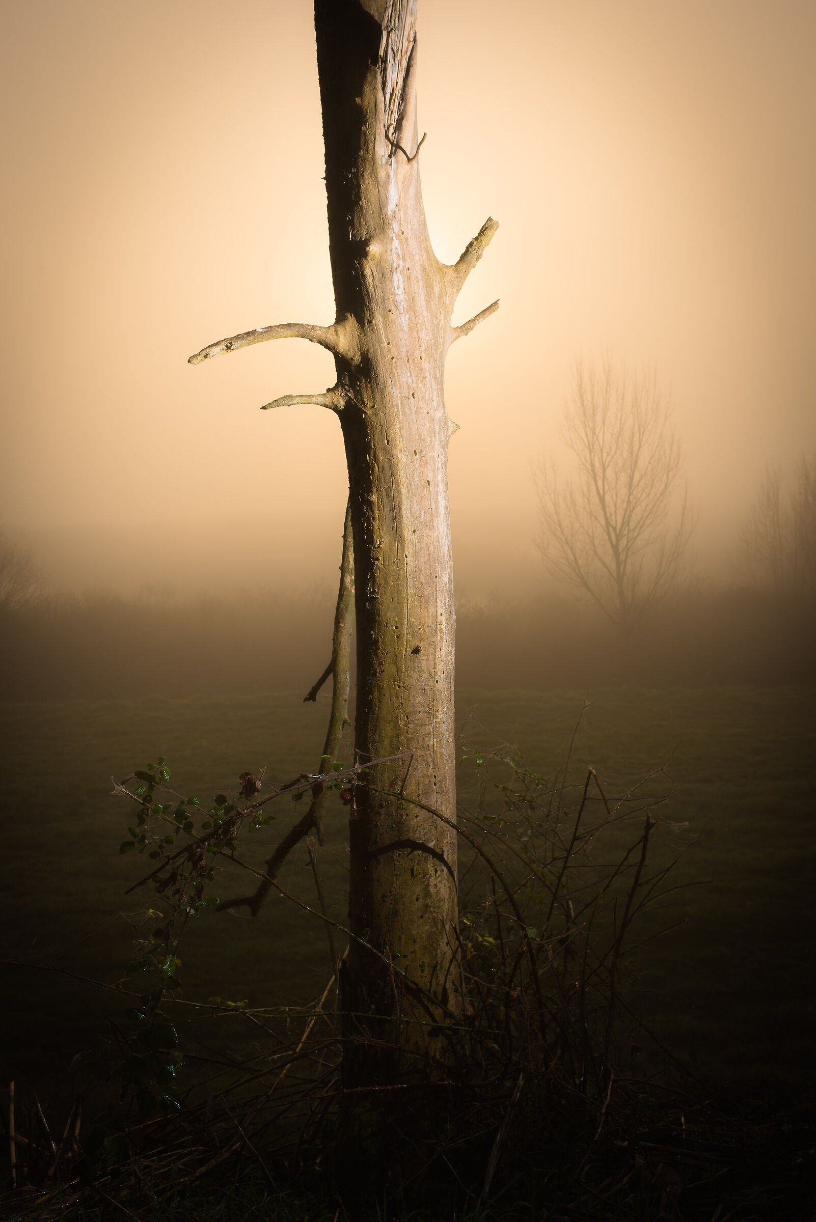 Tree in the fog