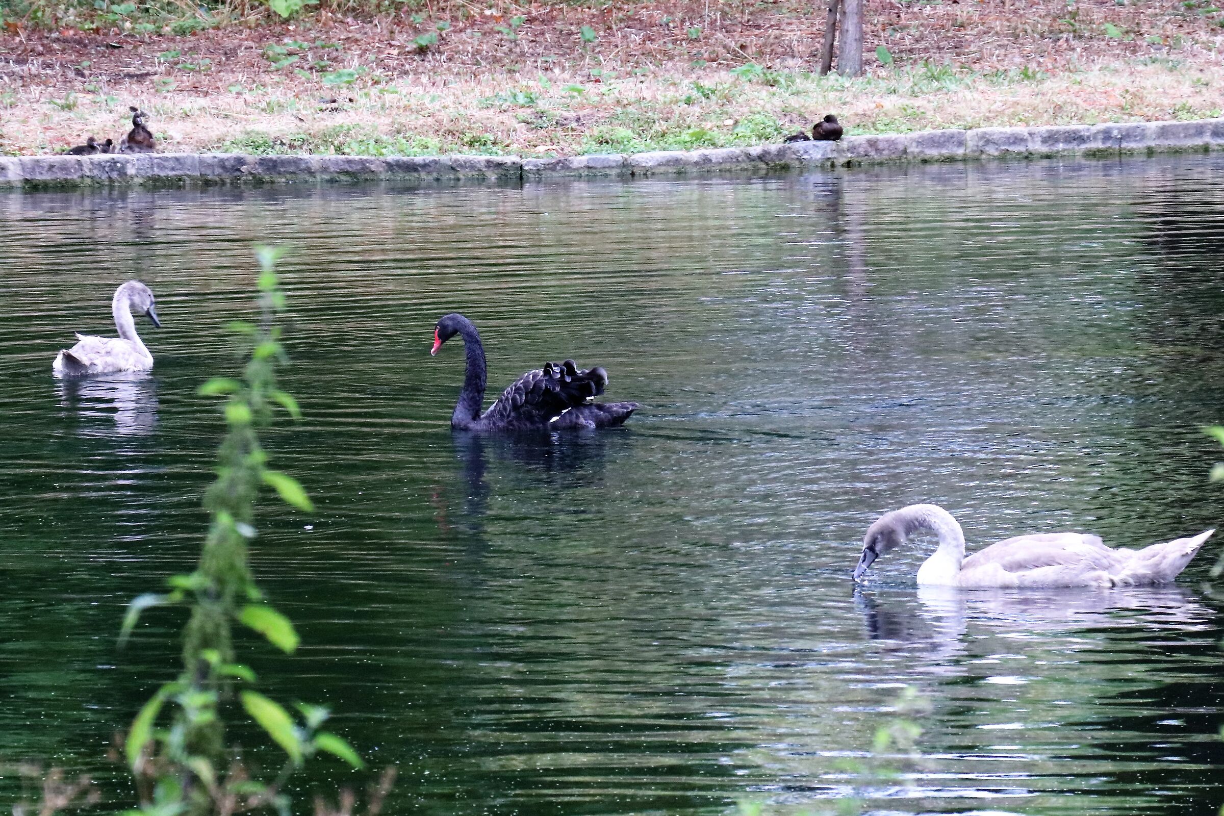 black swan