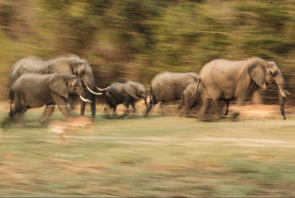 Elephants. Zambia, South Luangwa National Park.