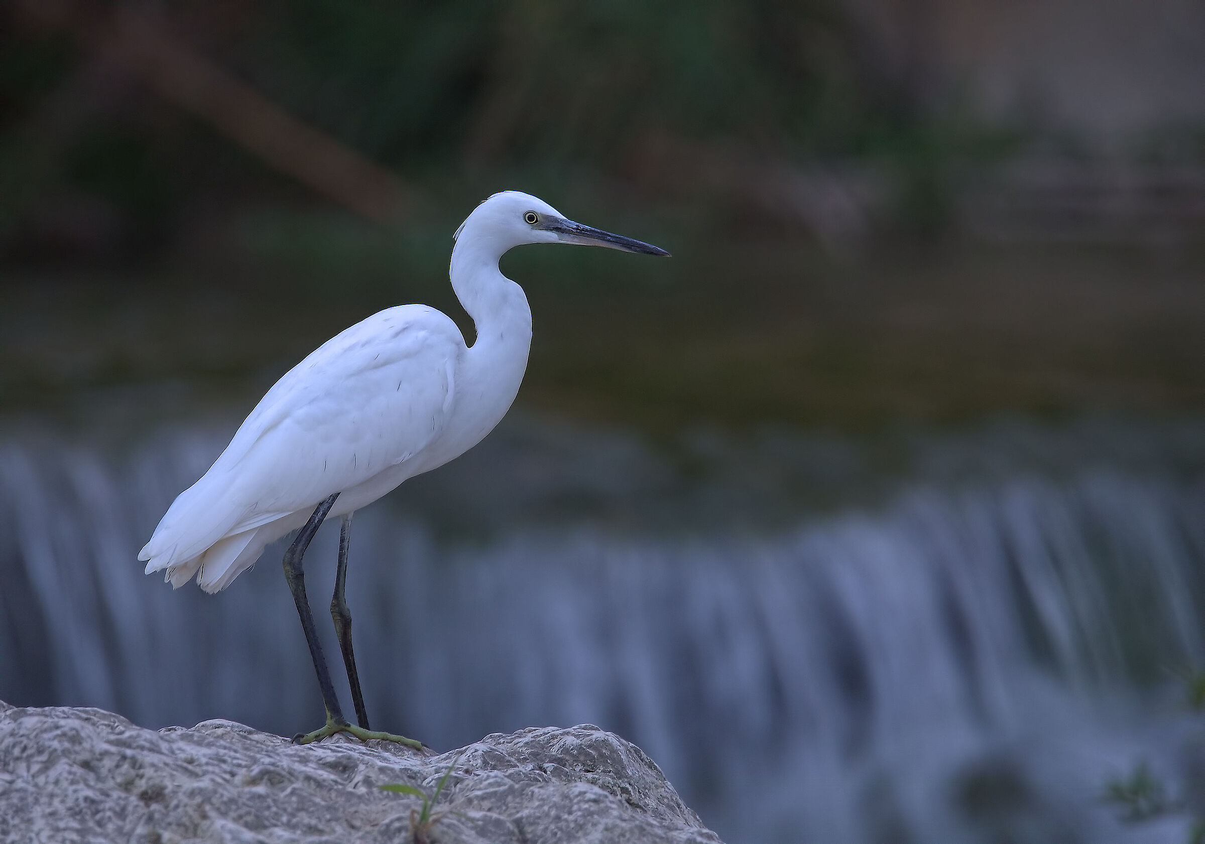 egret