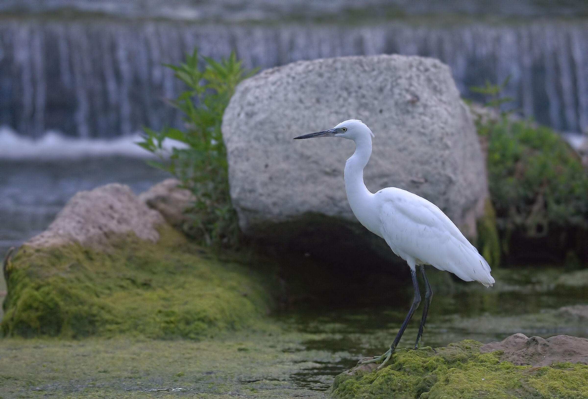egret