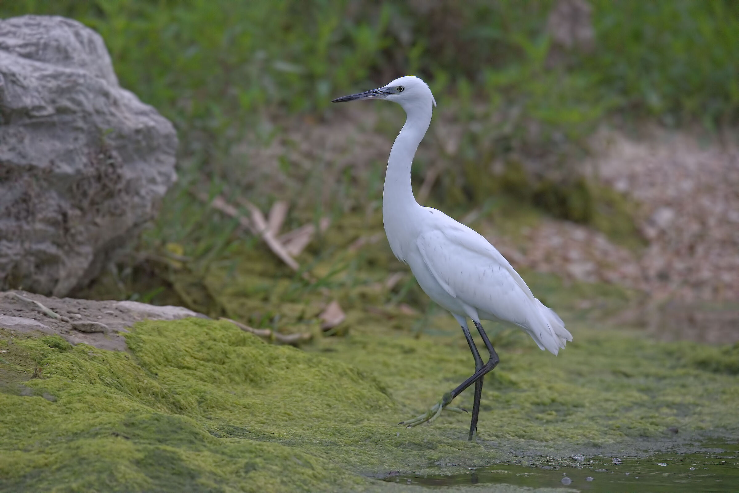 egret
