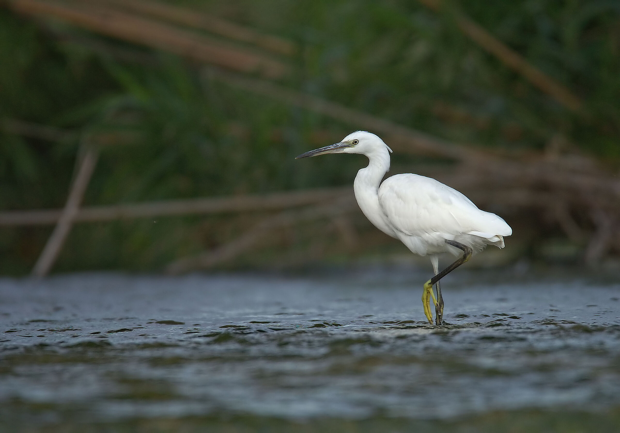 egret