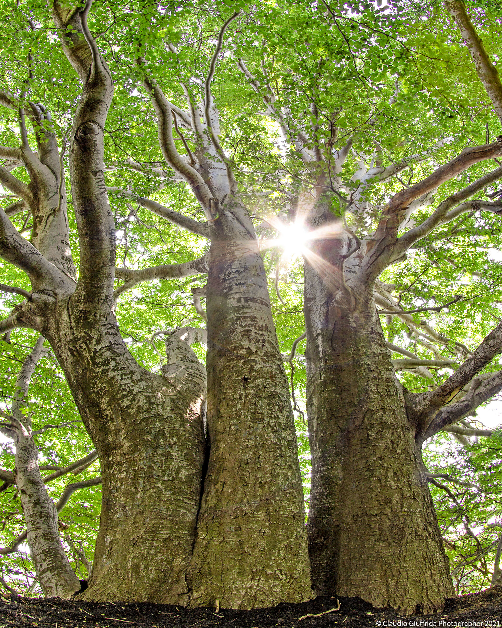 The Beech of Monte Pomiciaro
