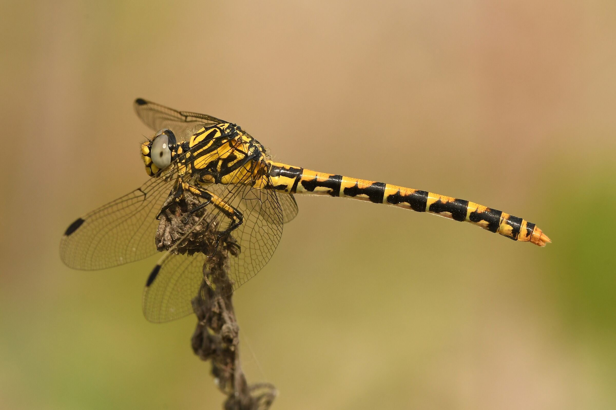 Onychogomphus uncatus ( femmina )
