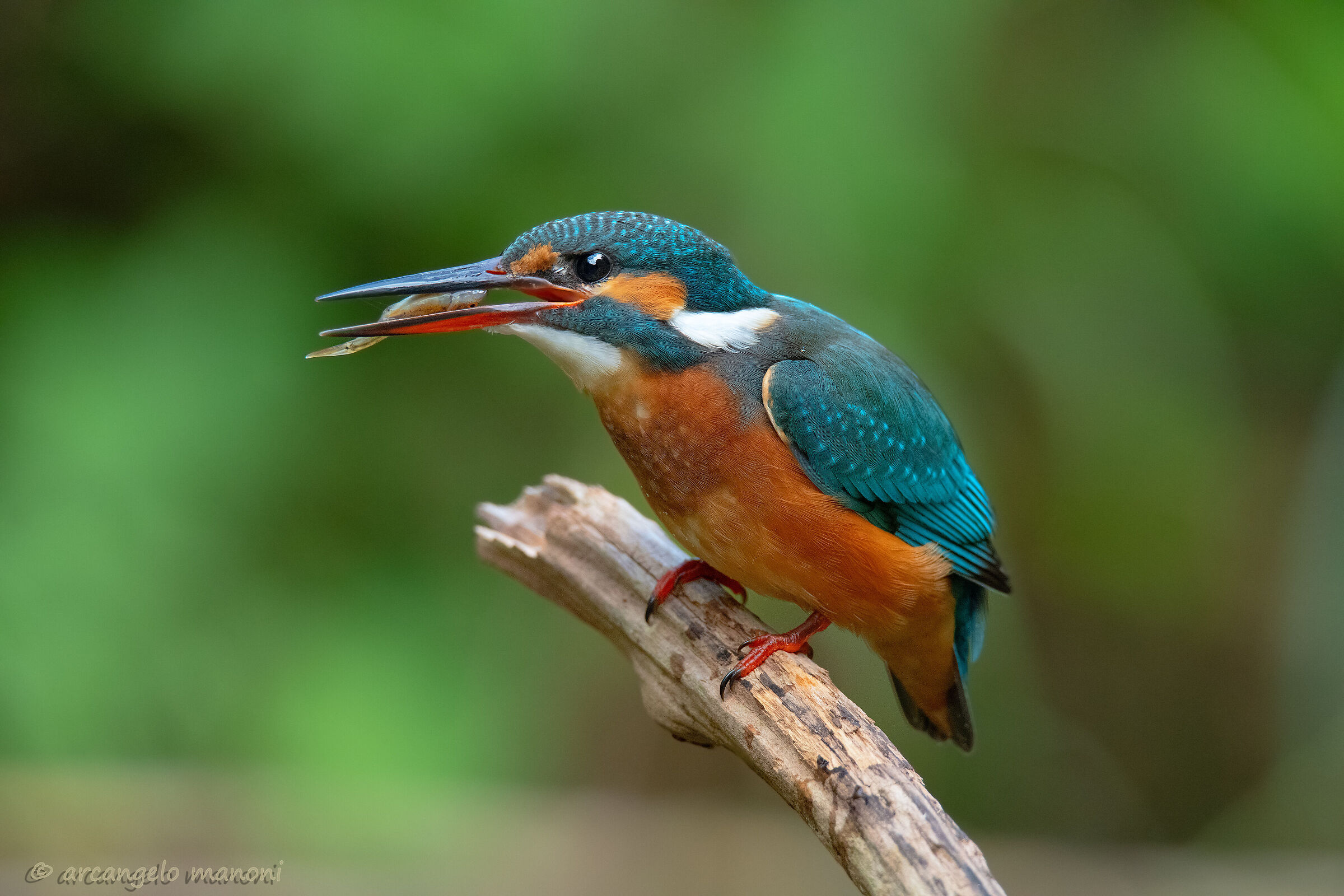 The end of the minnow