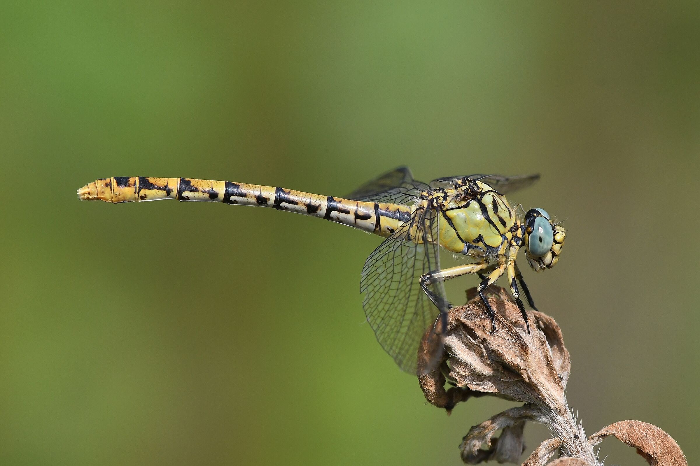 Onychogomphus forcipatus ( female )