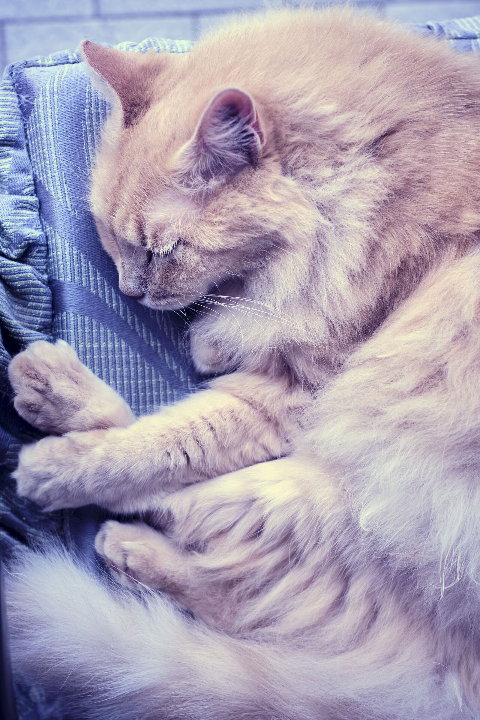 sleep-color