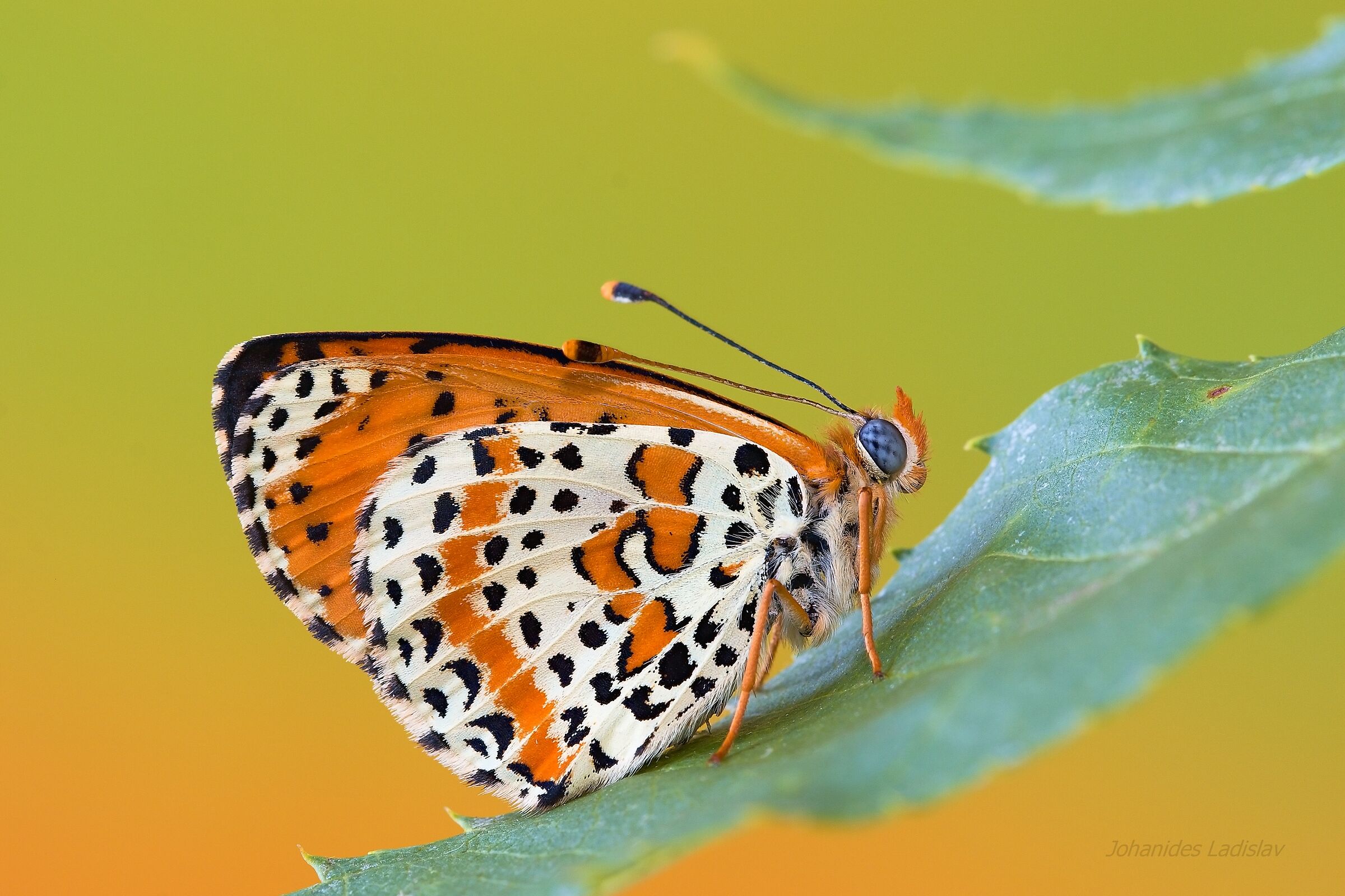 Didimo melitaea