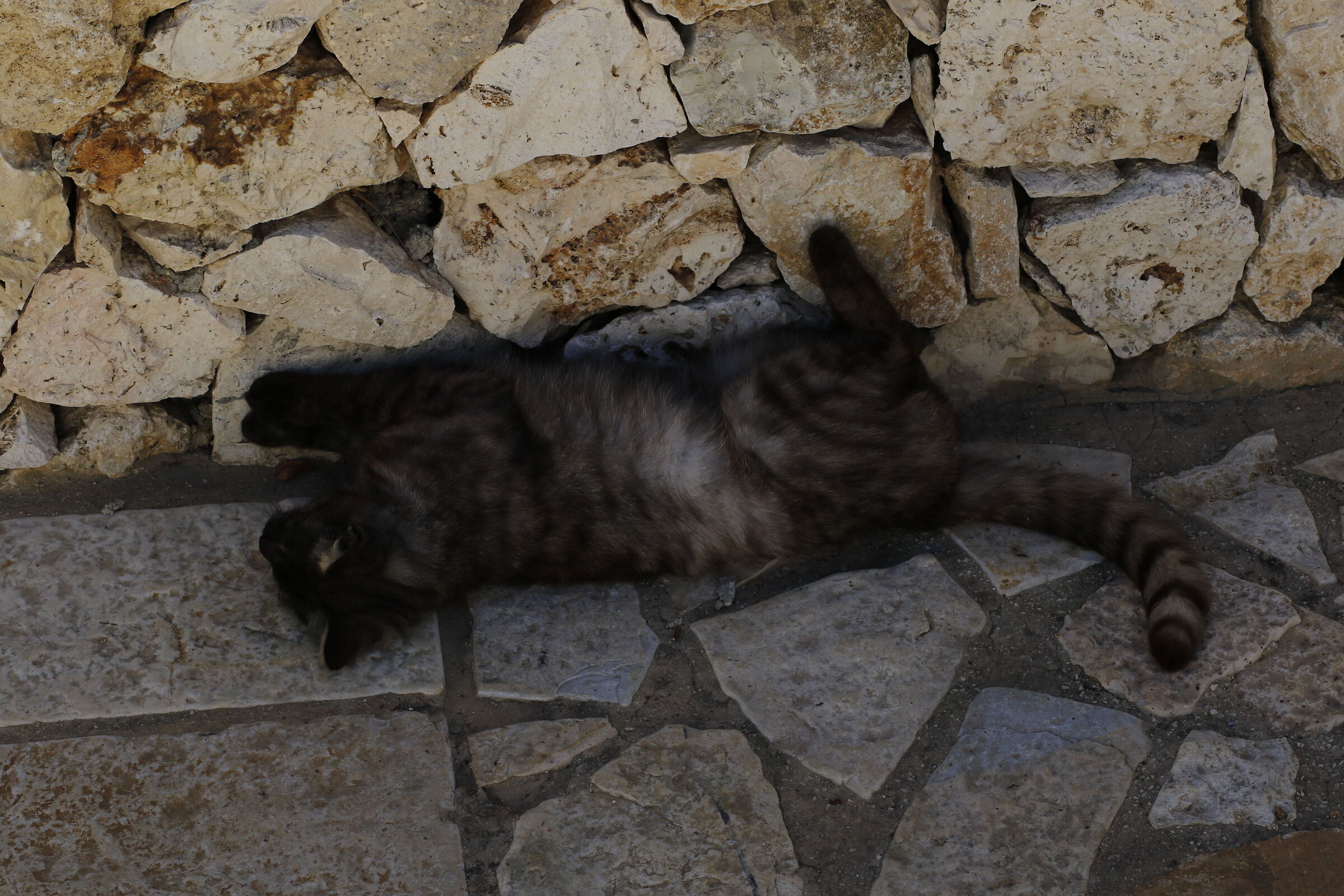 Milvus Zeiss 50, 1.4- Canon 7D I I