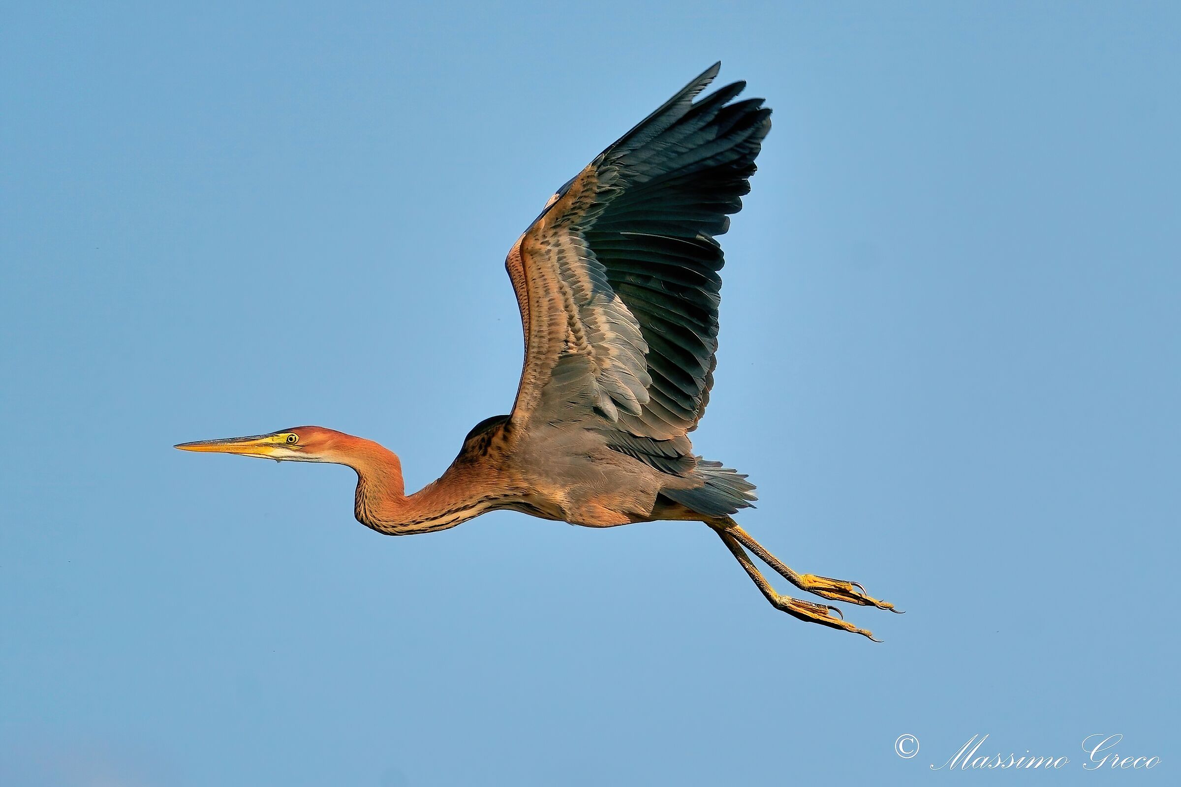 Airone rosso (Ardea purpurea)