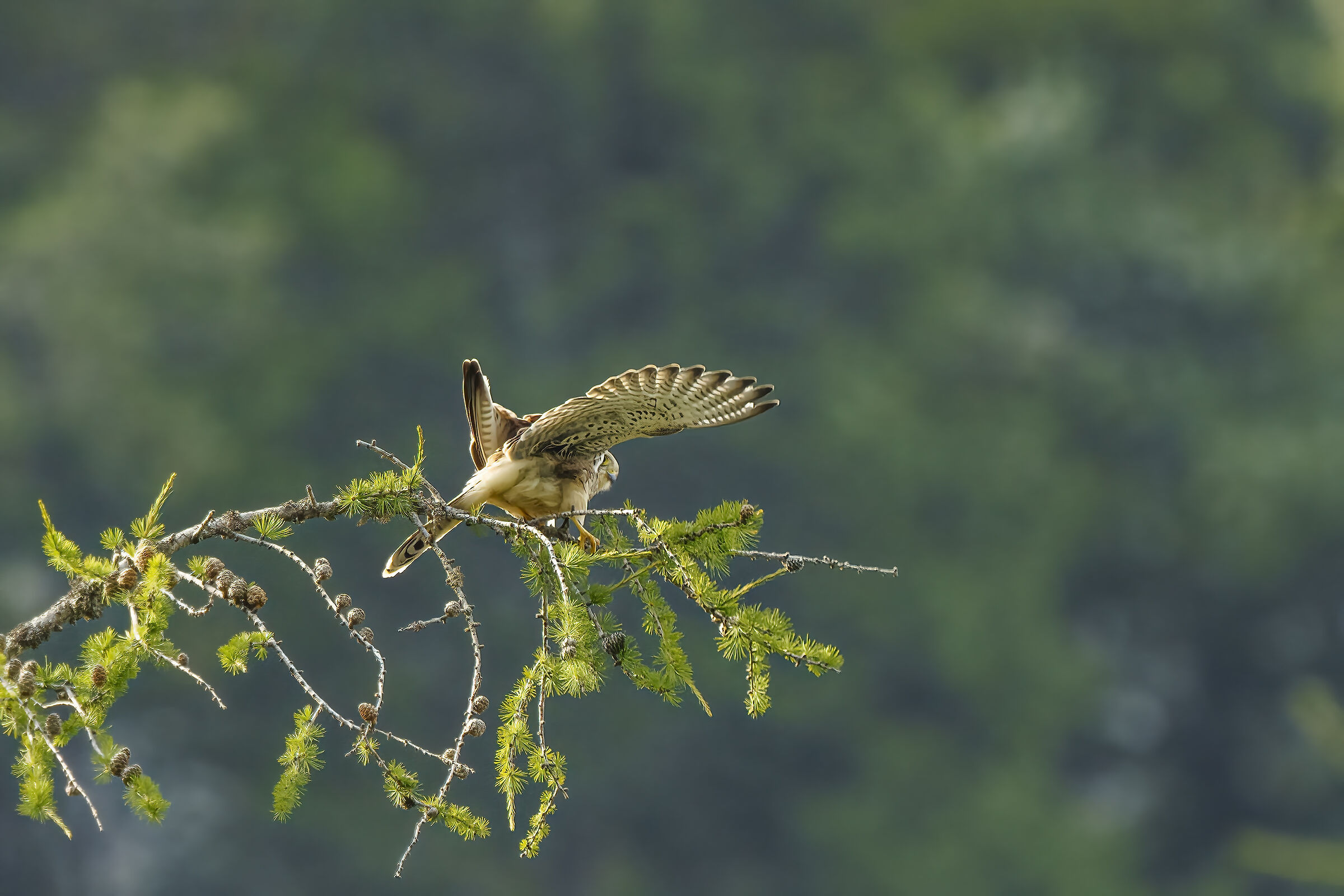 Gheppio in equilibrio