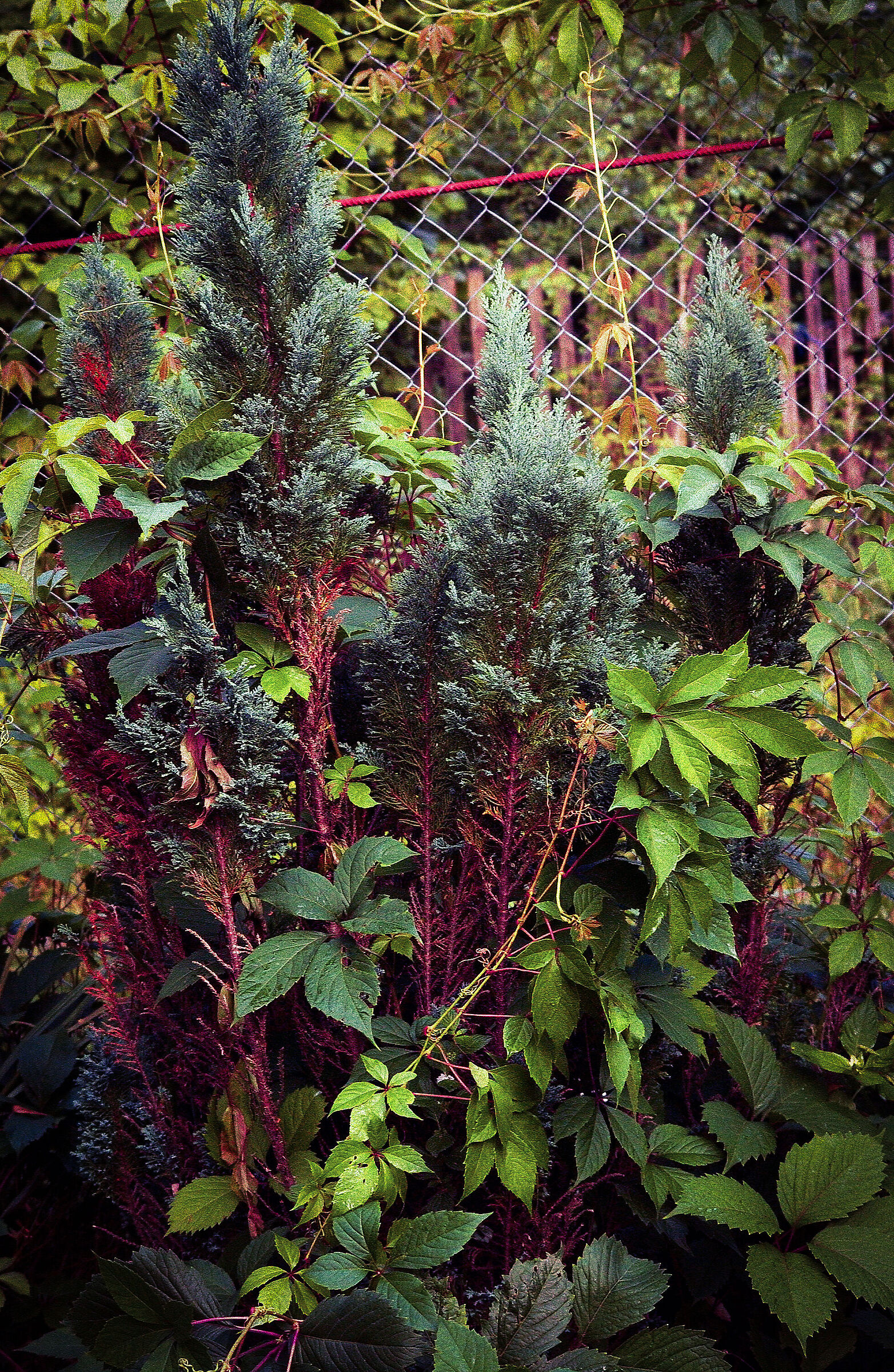 Red Line (Cypress and wild grape)