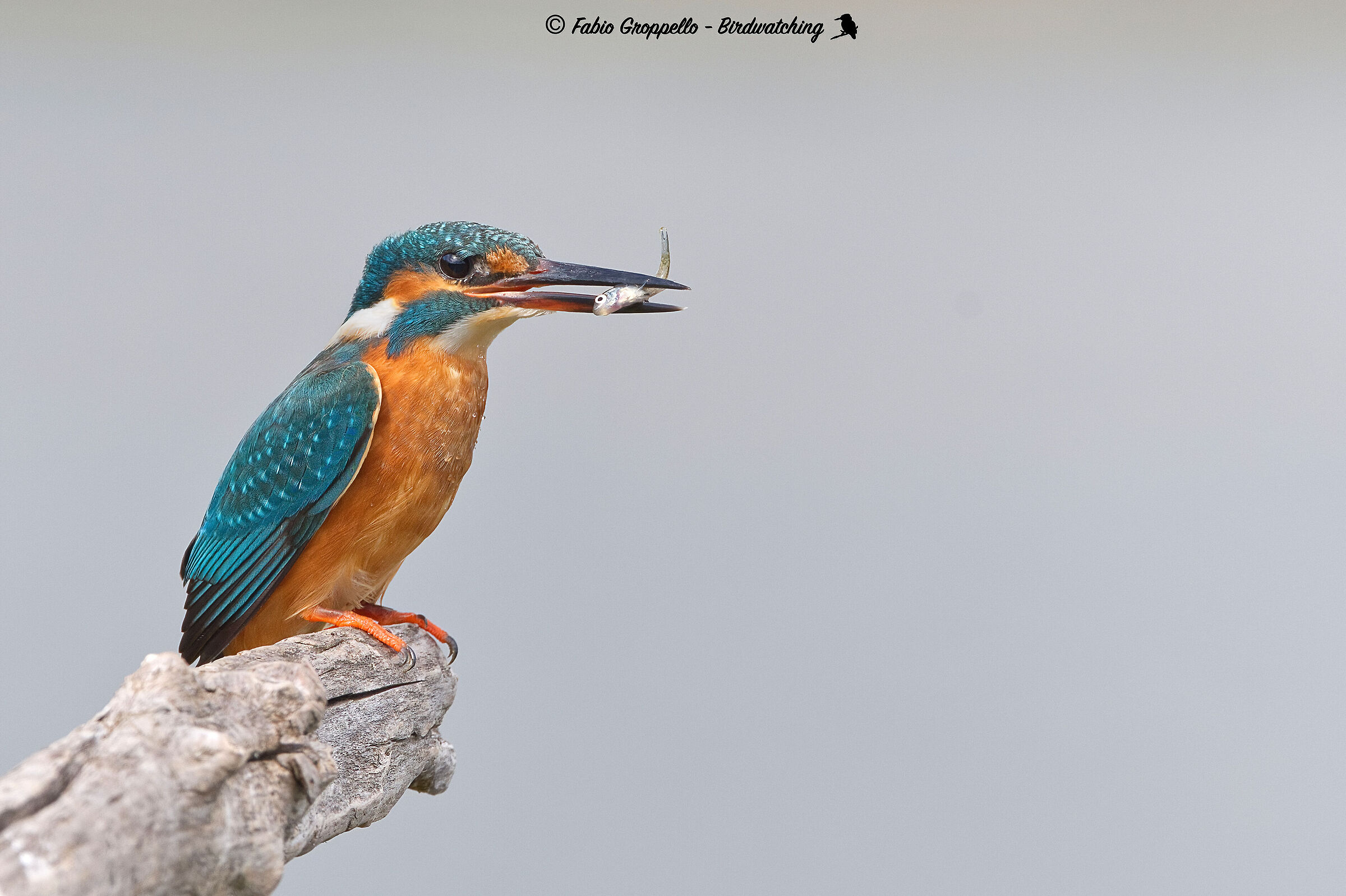 Martin Pescatore con preda