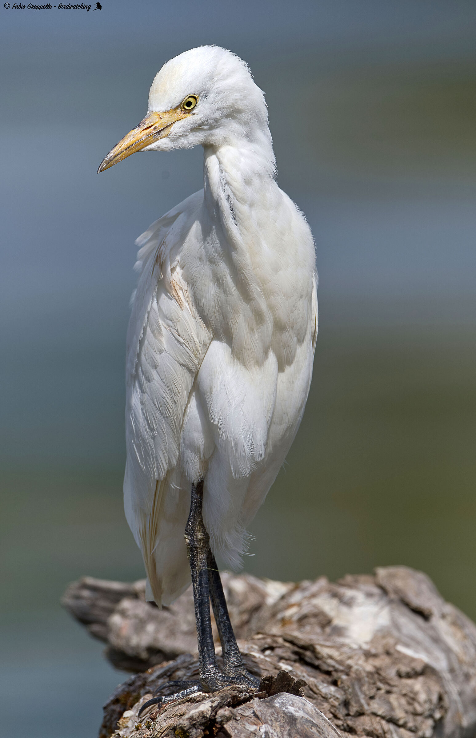 cattle egret