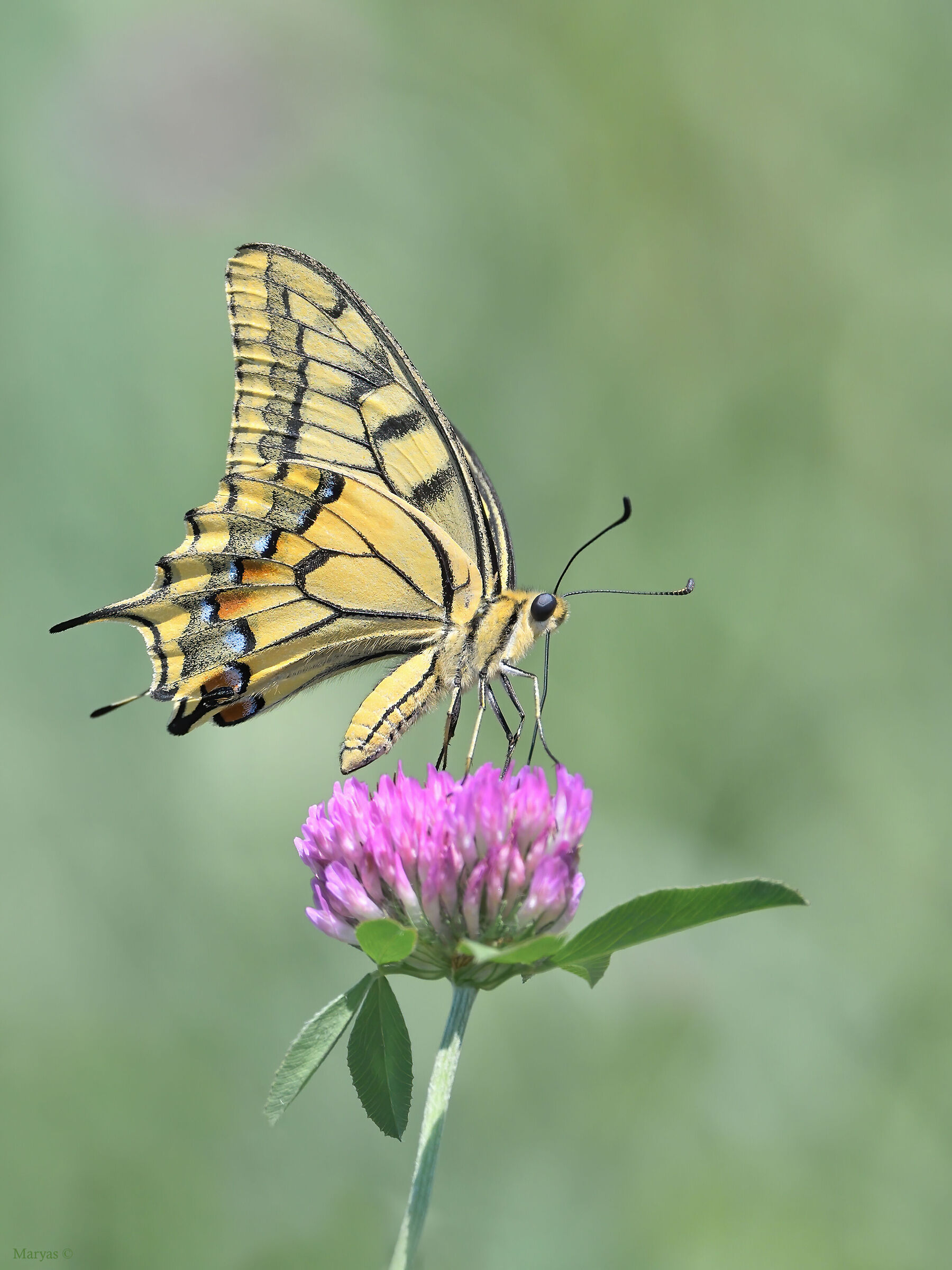swallowtail