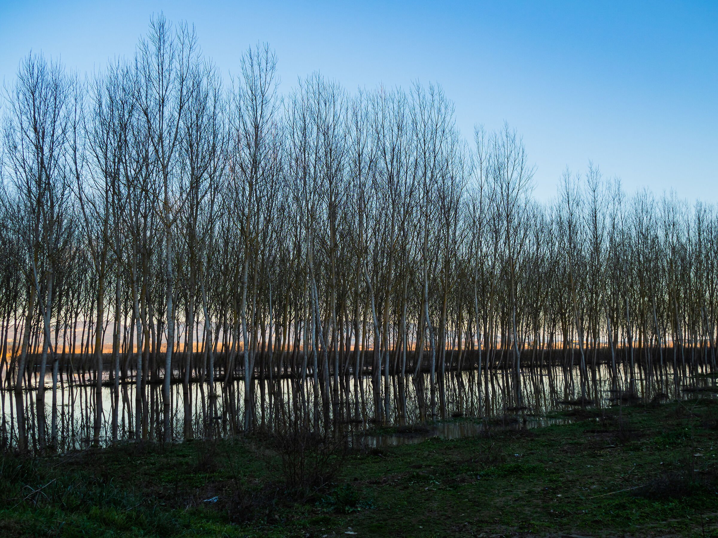 Padule di Fucecchio 03