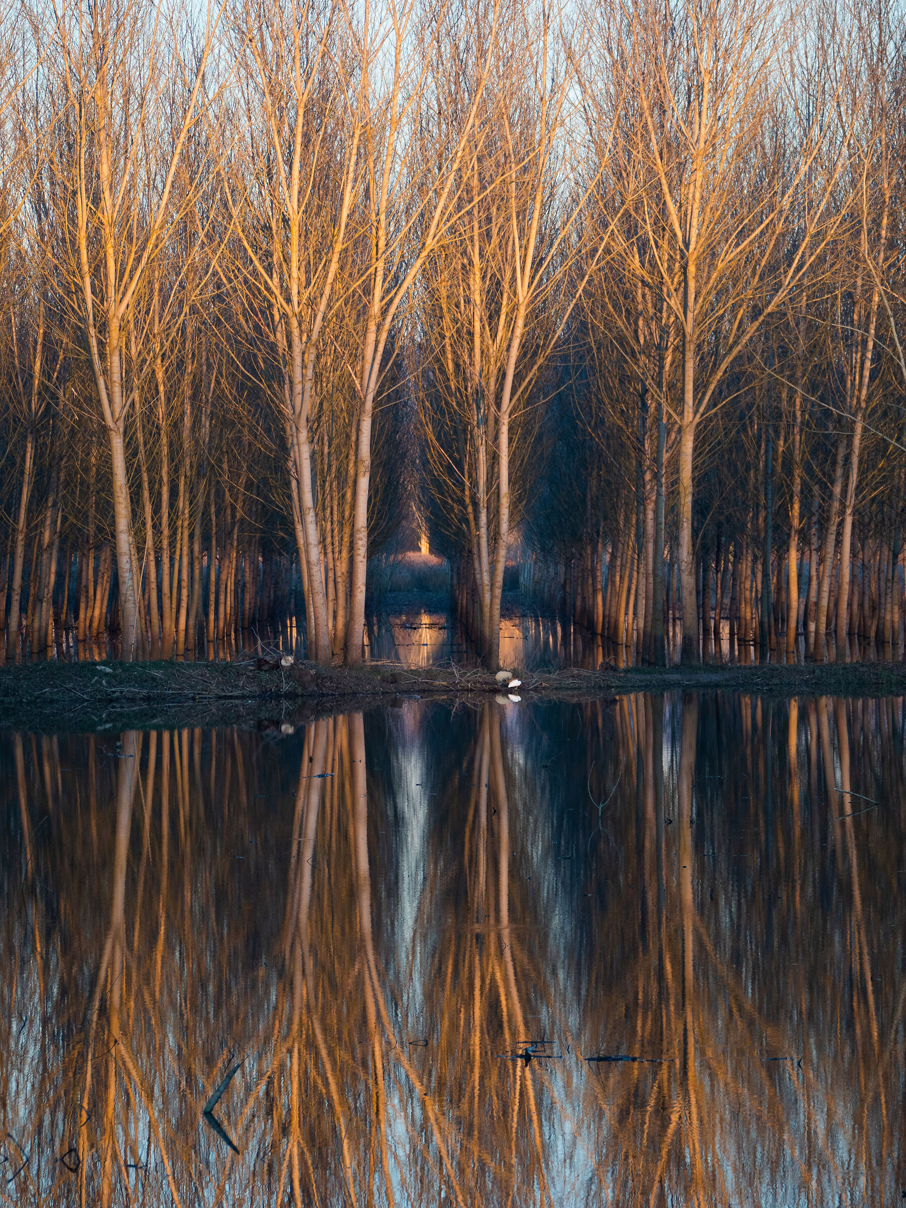 Padule di Fucecchio 04