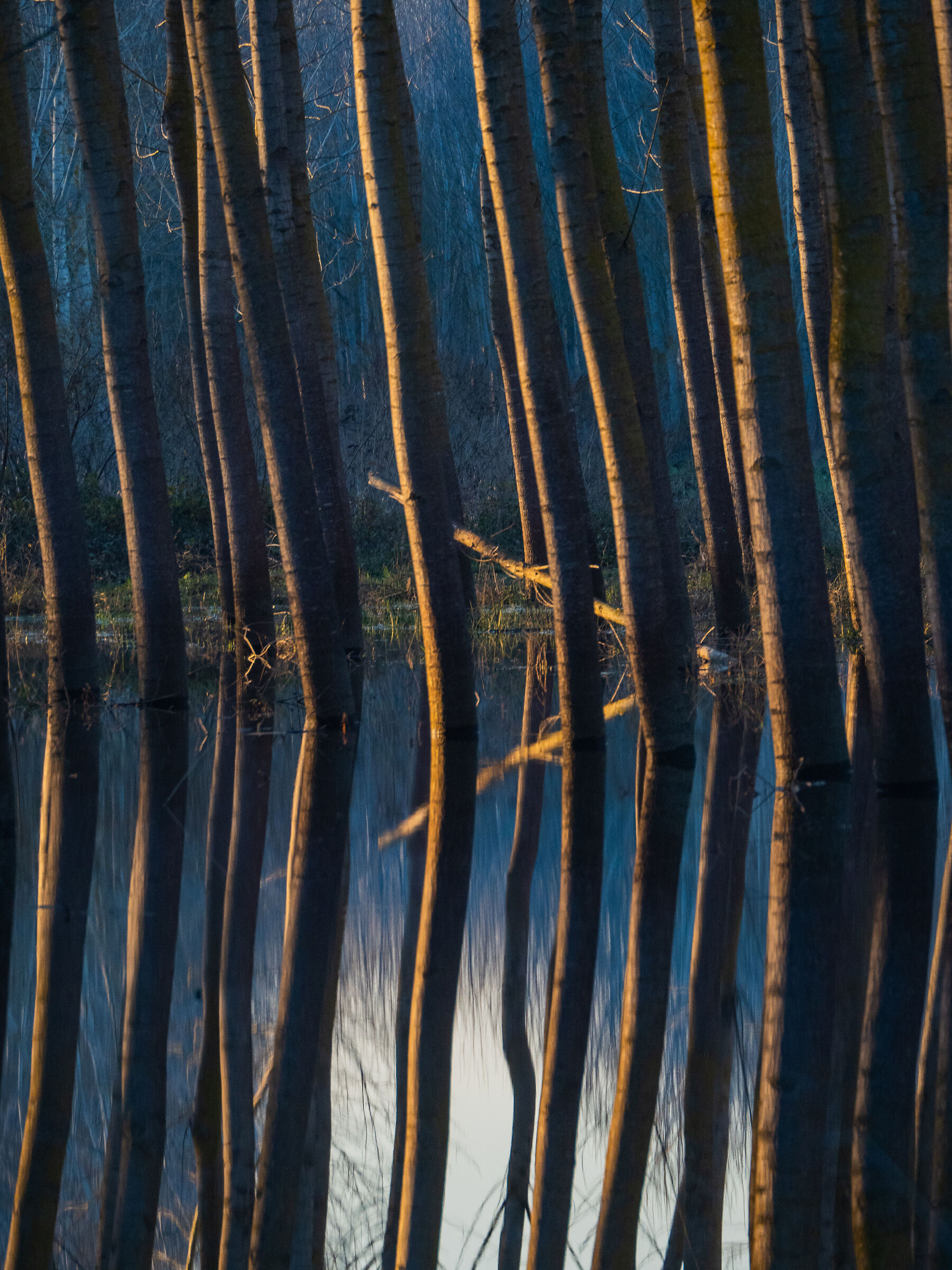 Padule di Fucecchio 07
