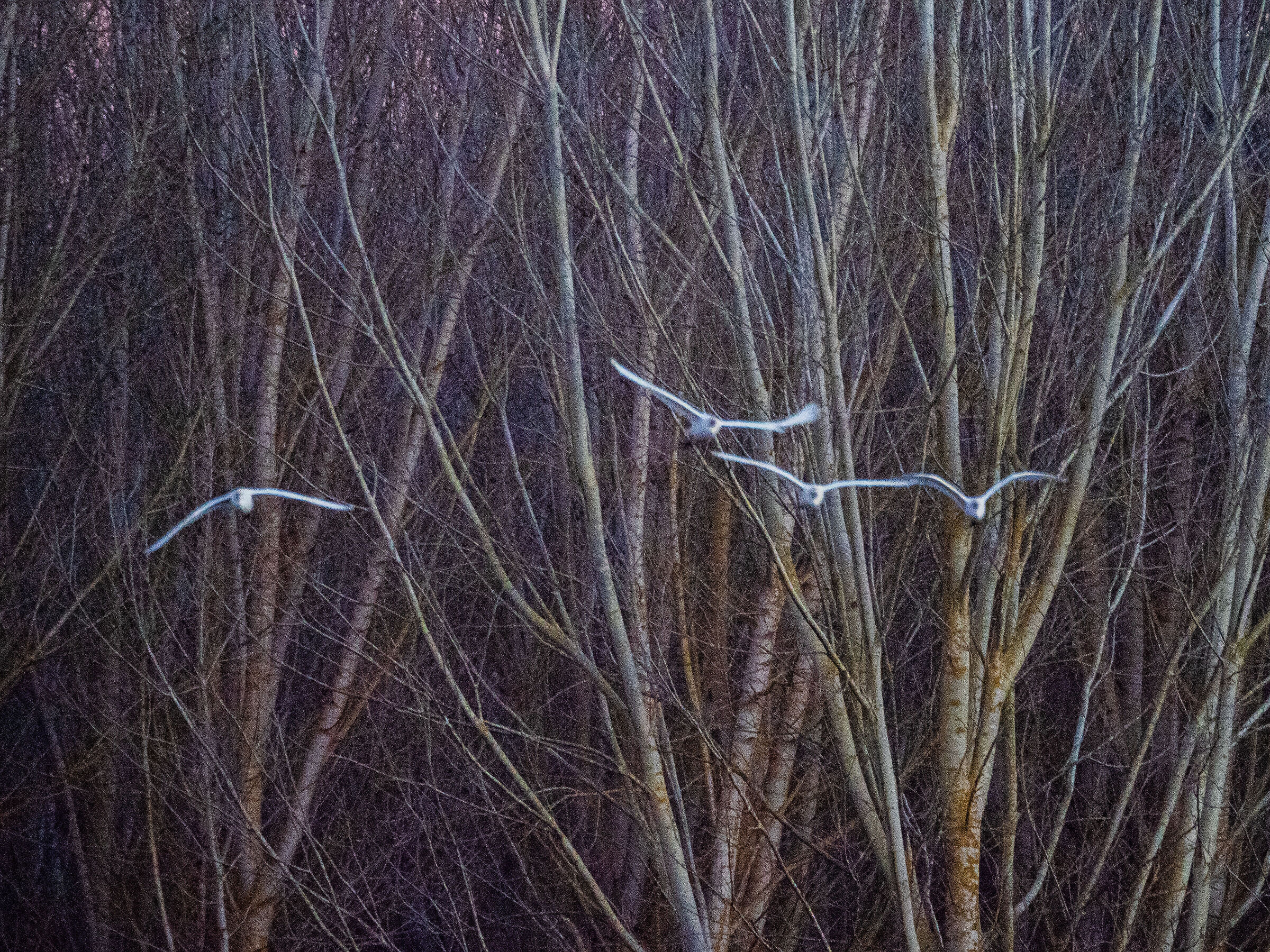 Padule di Fucecchio 10