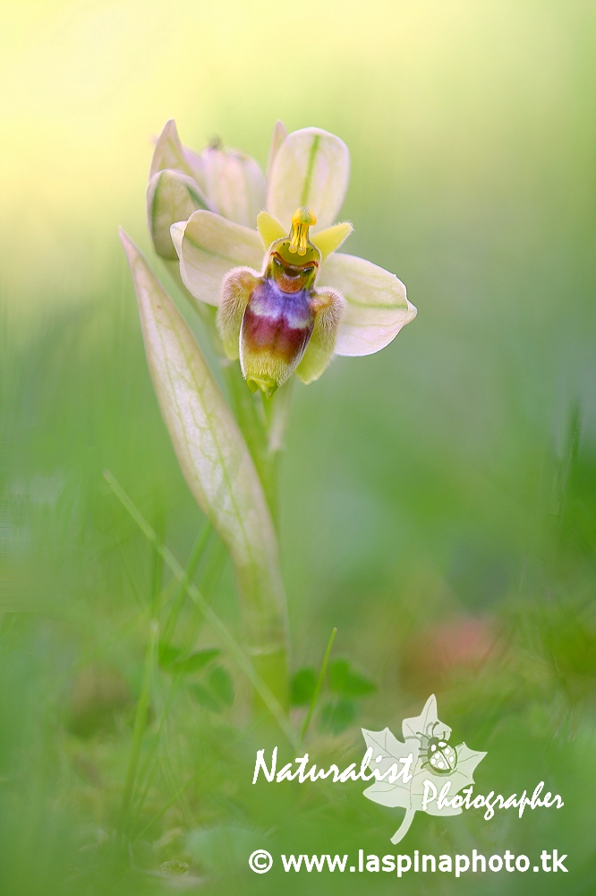 Ibrido Ophrys bombyliflora x Ophrys tenthredinifera