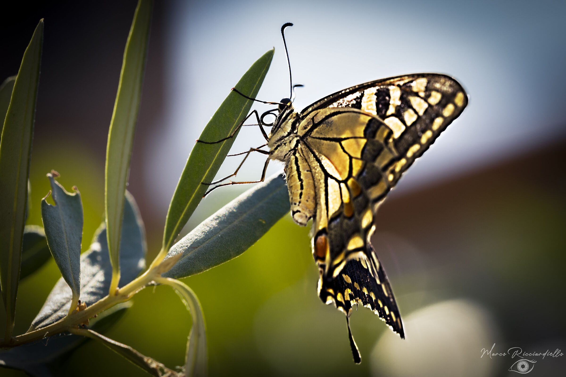 swallowtail