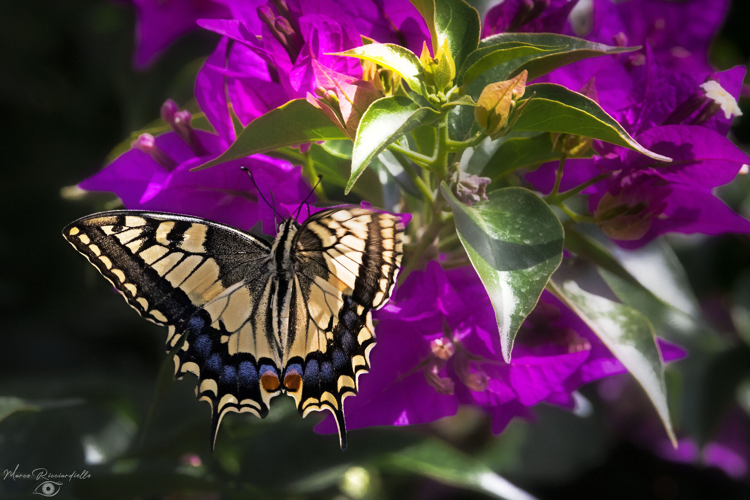 Machain and bougainvillea