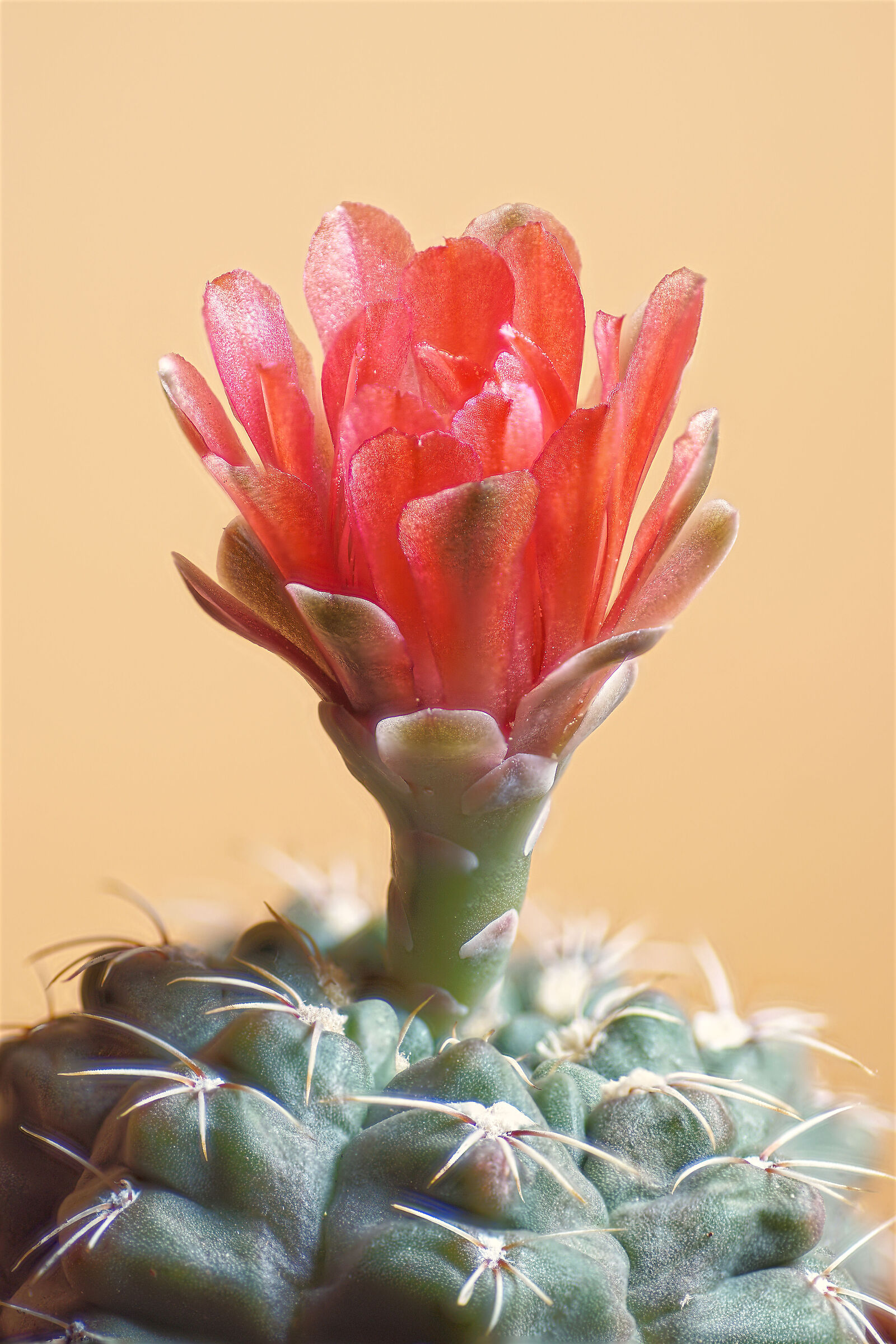 Gymnocalycium baldianum Fioritura