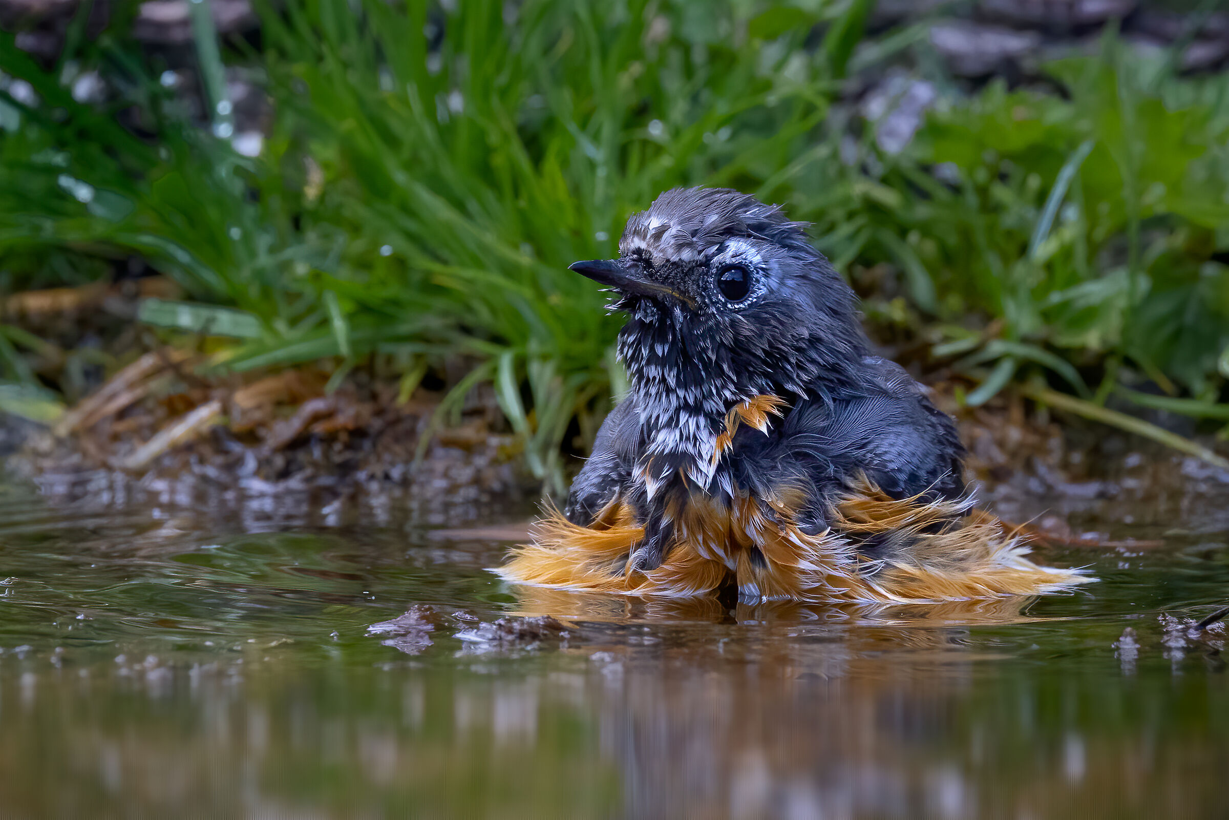 Codirosso comune juv.